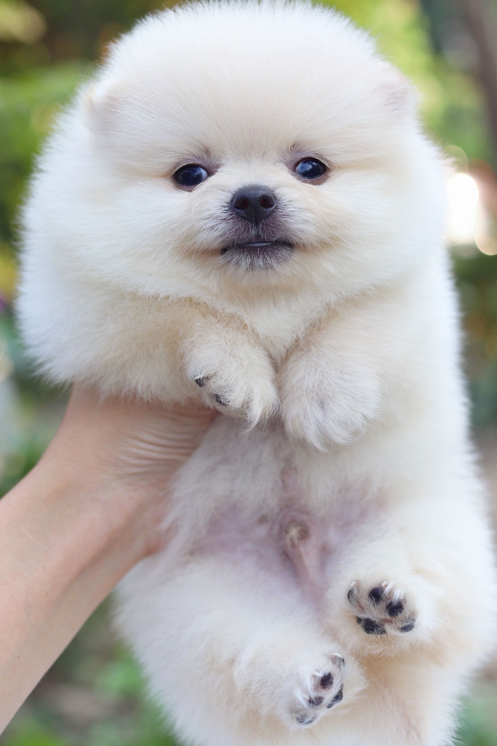 ปอมเมอเรเนียน เพศผู้ สีขาวครีม