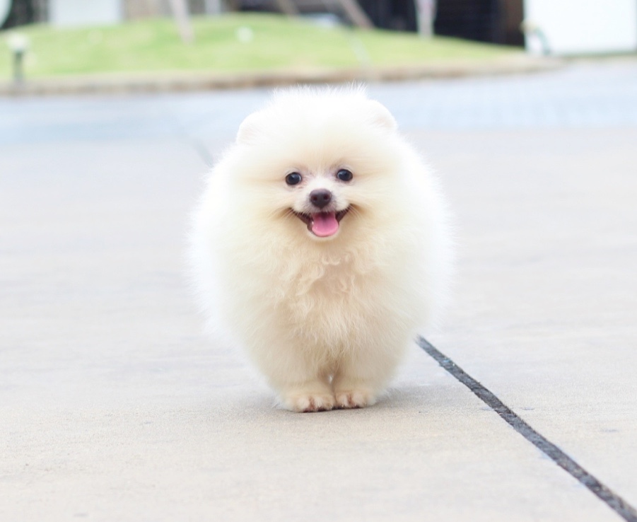 ปอมเมอเรเนียน เพศผู้ สีขาวครีม