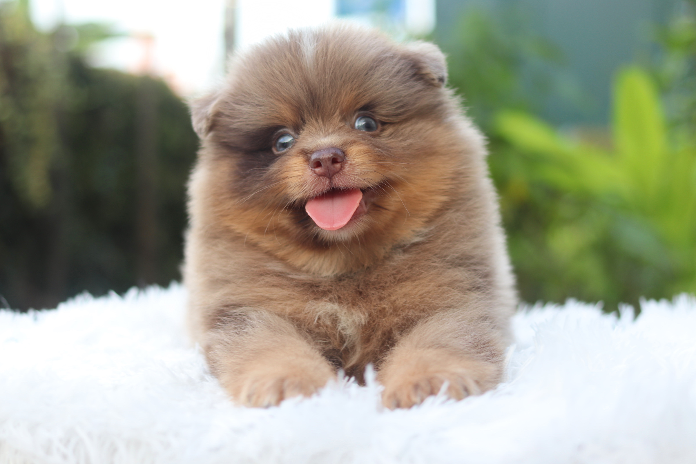 ปอมเมอเรเนียน เพศผู้ สีช็อคโกแลต&เมอร์เร่