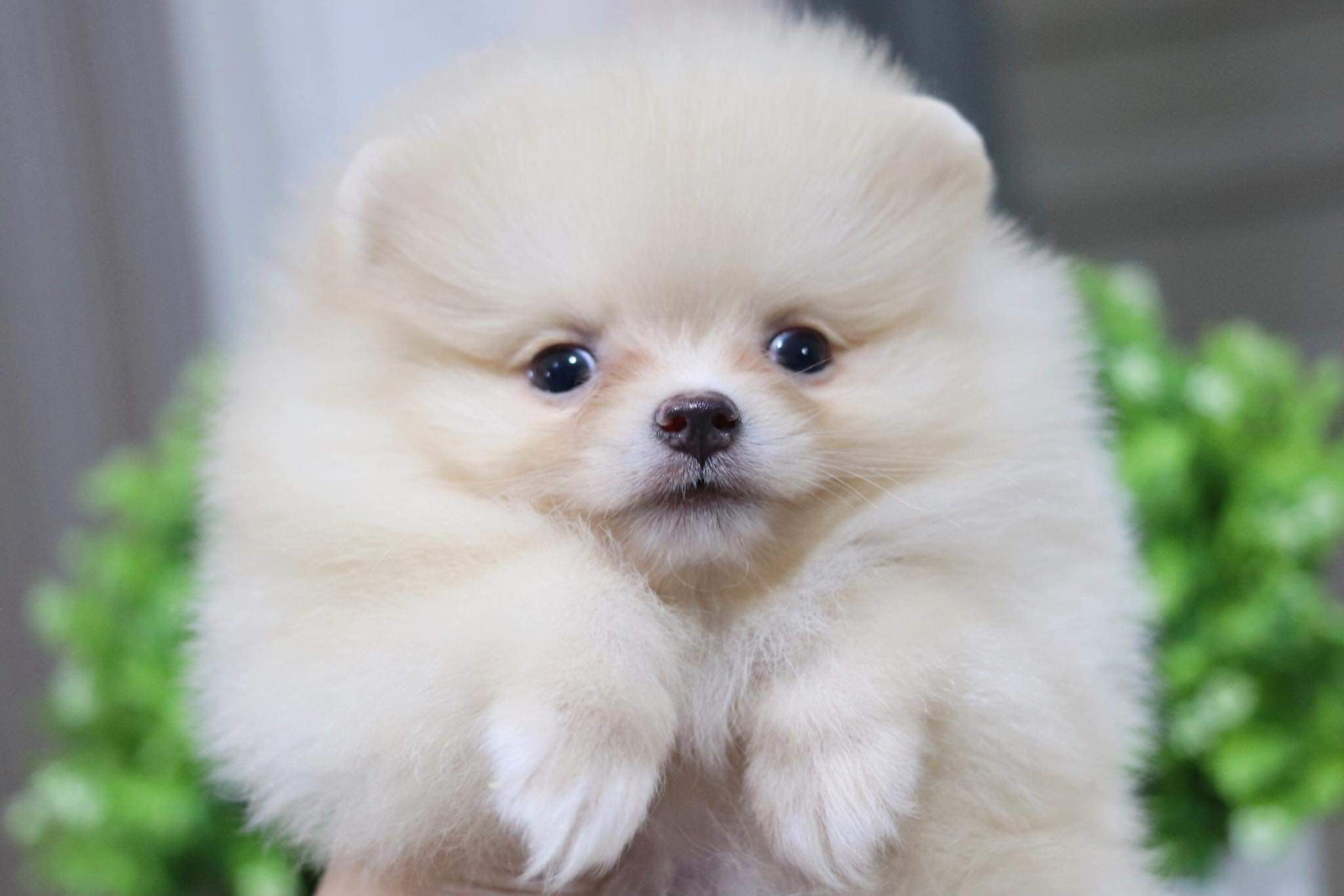 ปอมเมอเรเนียน เพศผู้