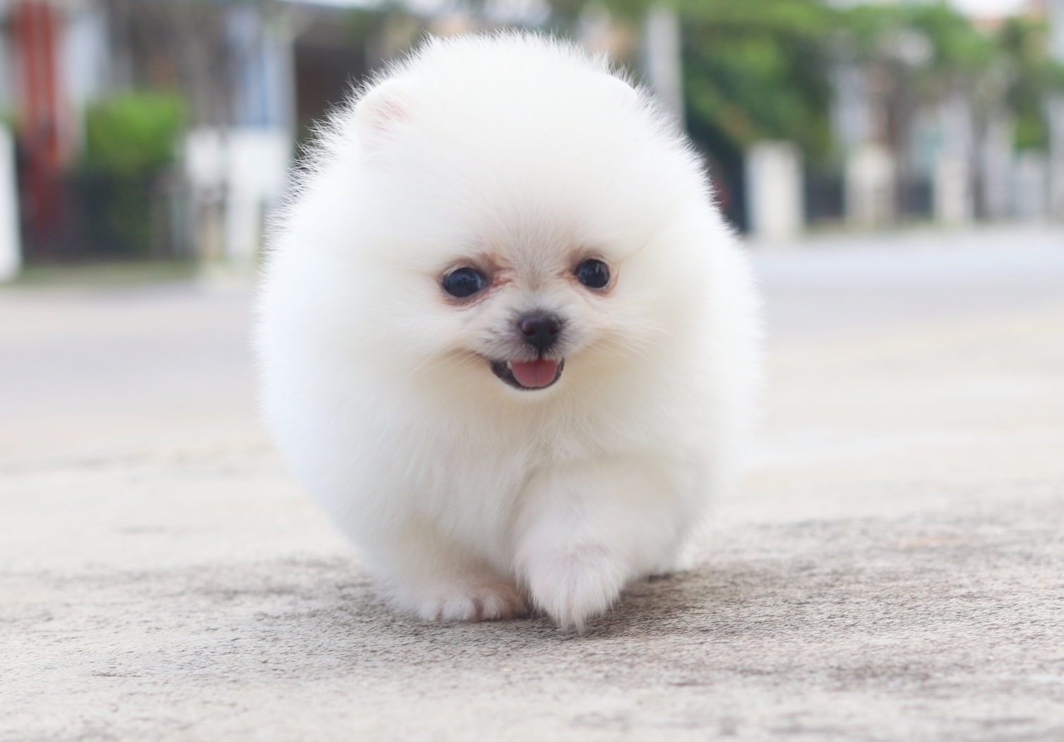 ปอมเมอเรเนียน เพศเมียสีขาวครีมเกรดโชว์