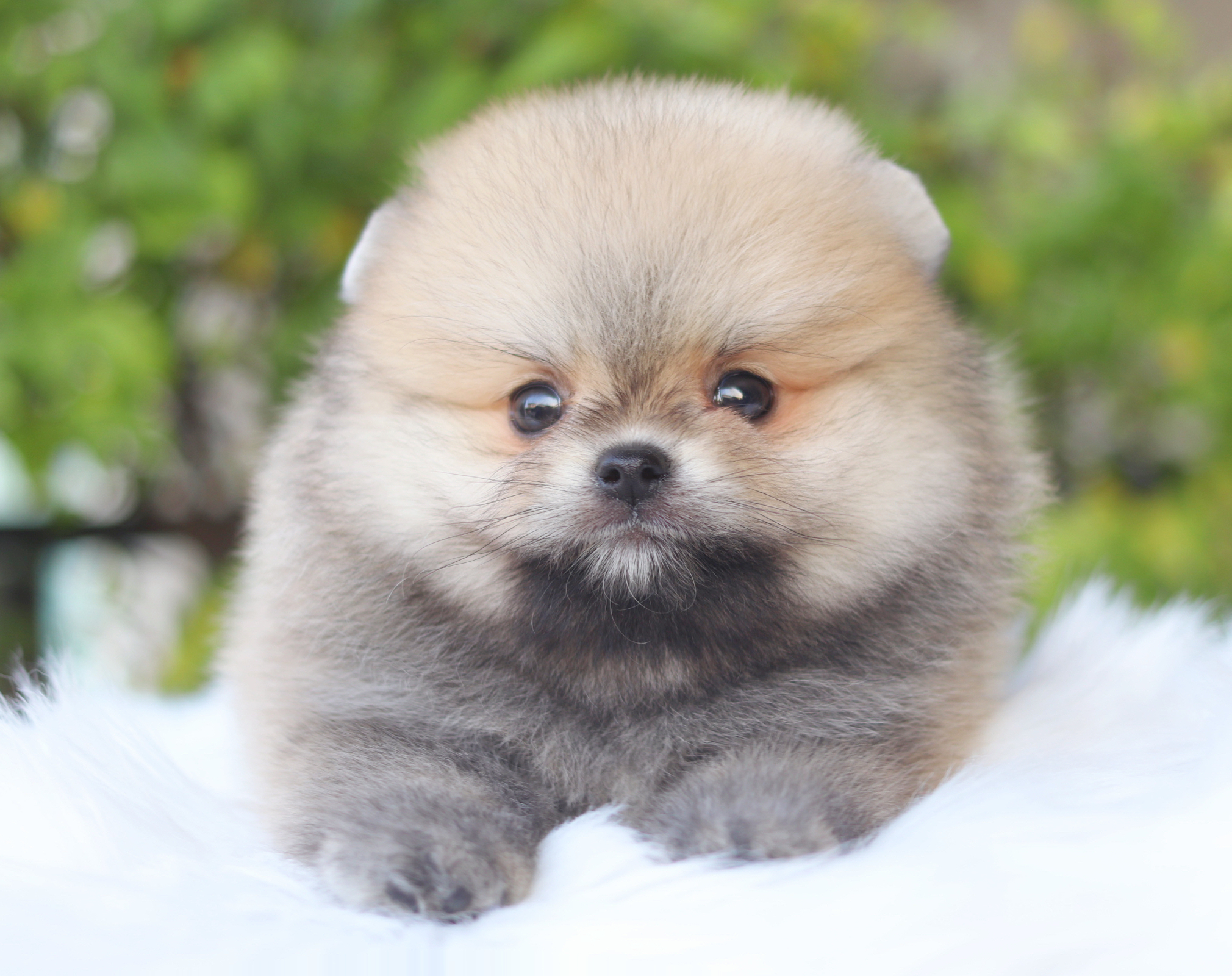 ปอมเมอเรเนียน เพศผู้สีส้ม เกรดโชว์