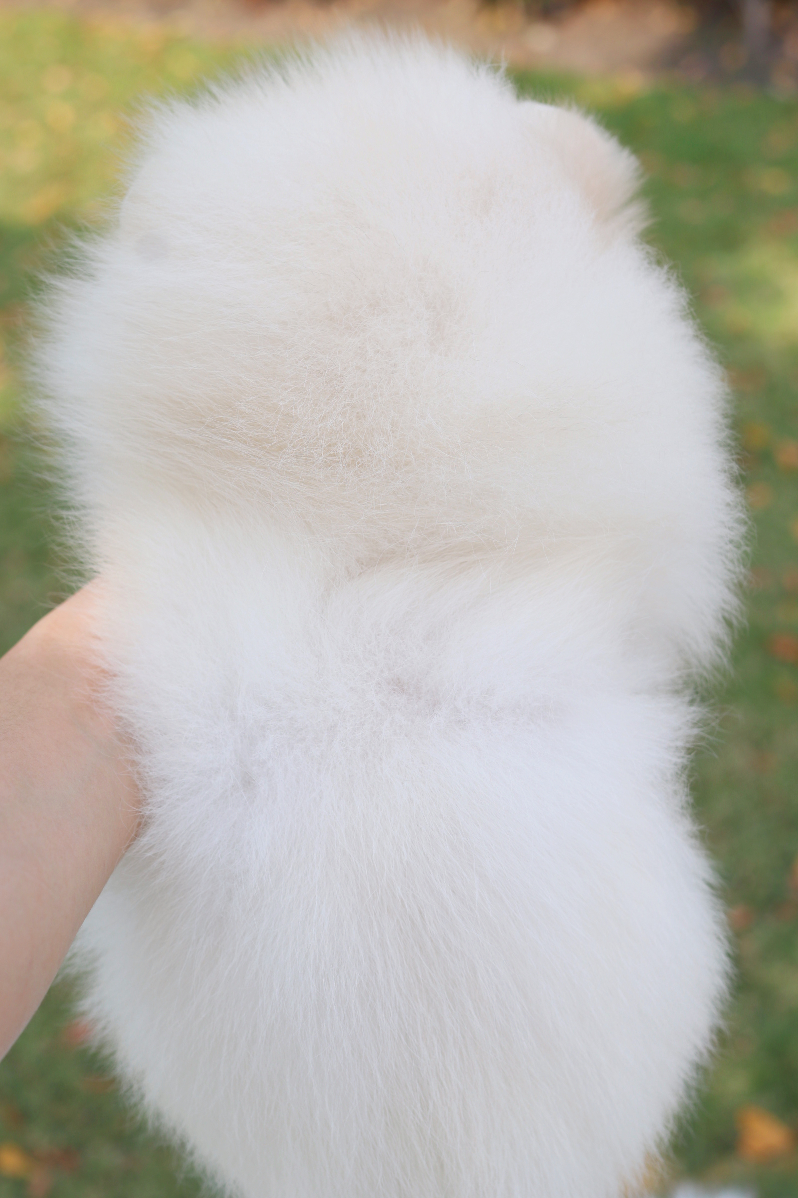 ปอมเมอเรเนียน เพศเมียสีขาวครีม