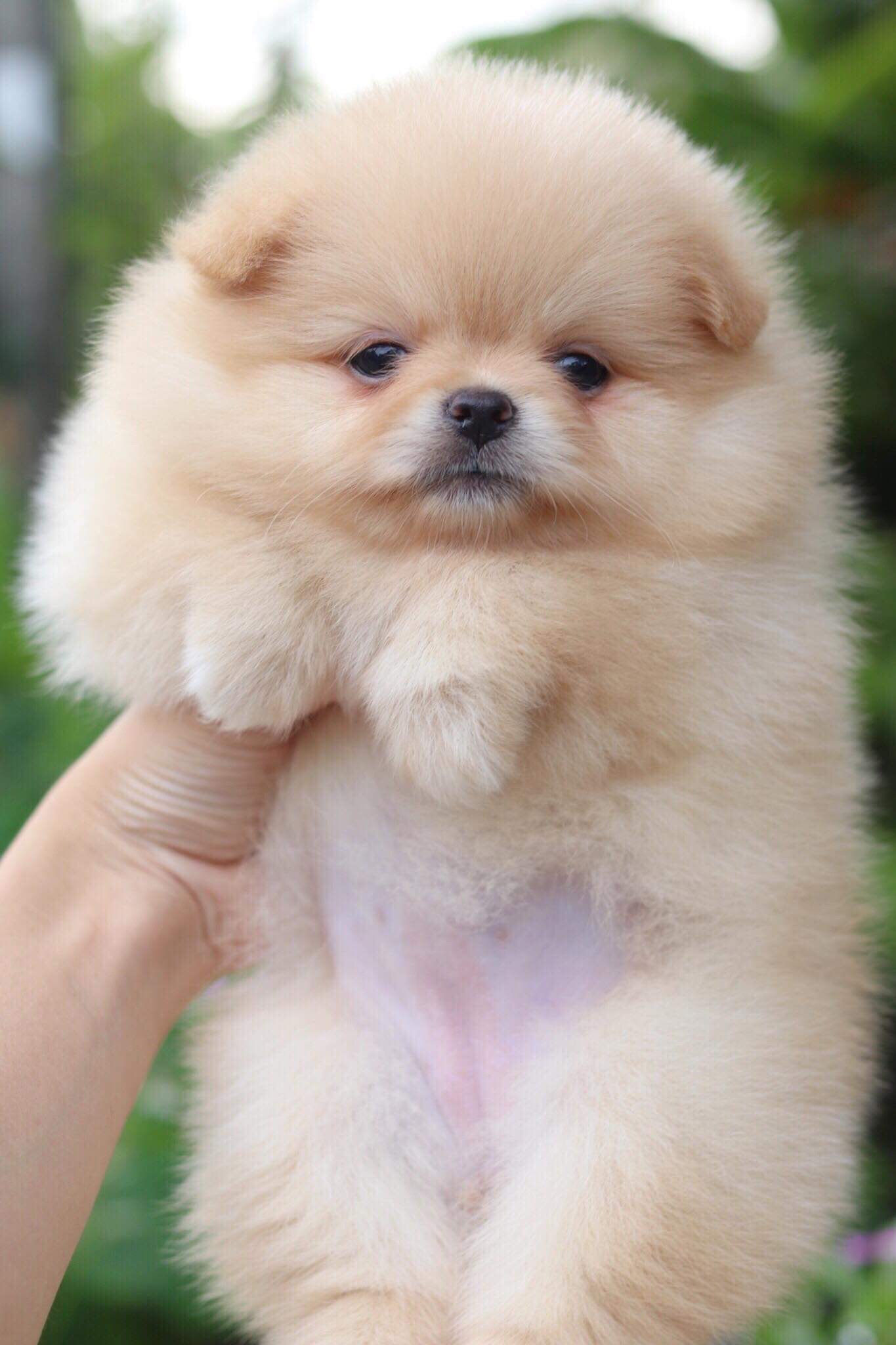 ปอมเมอเรเนียน เพศเมีย