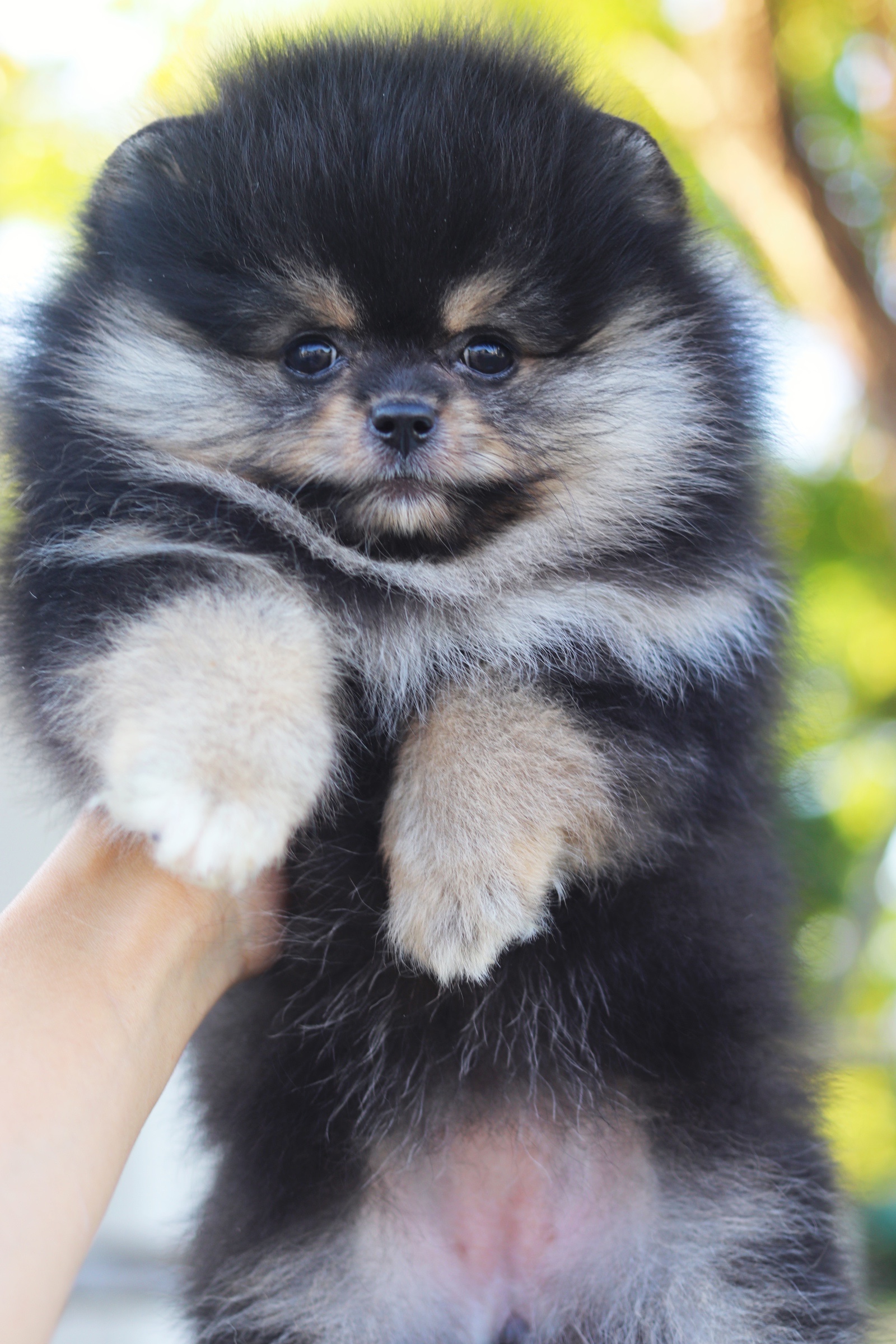 ปอมเมอเรเนียน เพศเมียสีแบล็คแทน