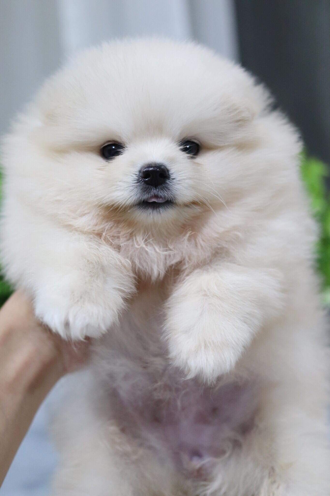 ปอมเมอเรเนียน เพศเมีย