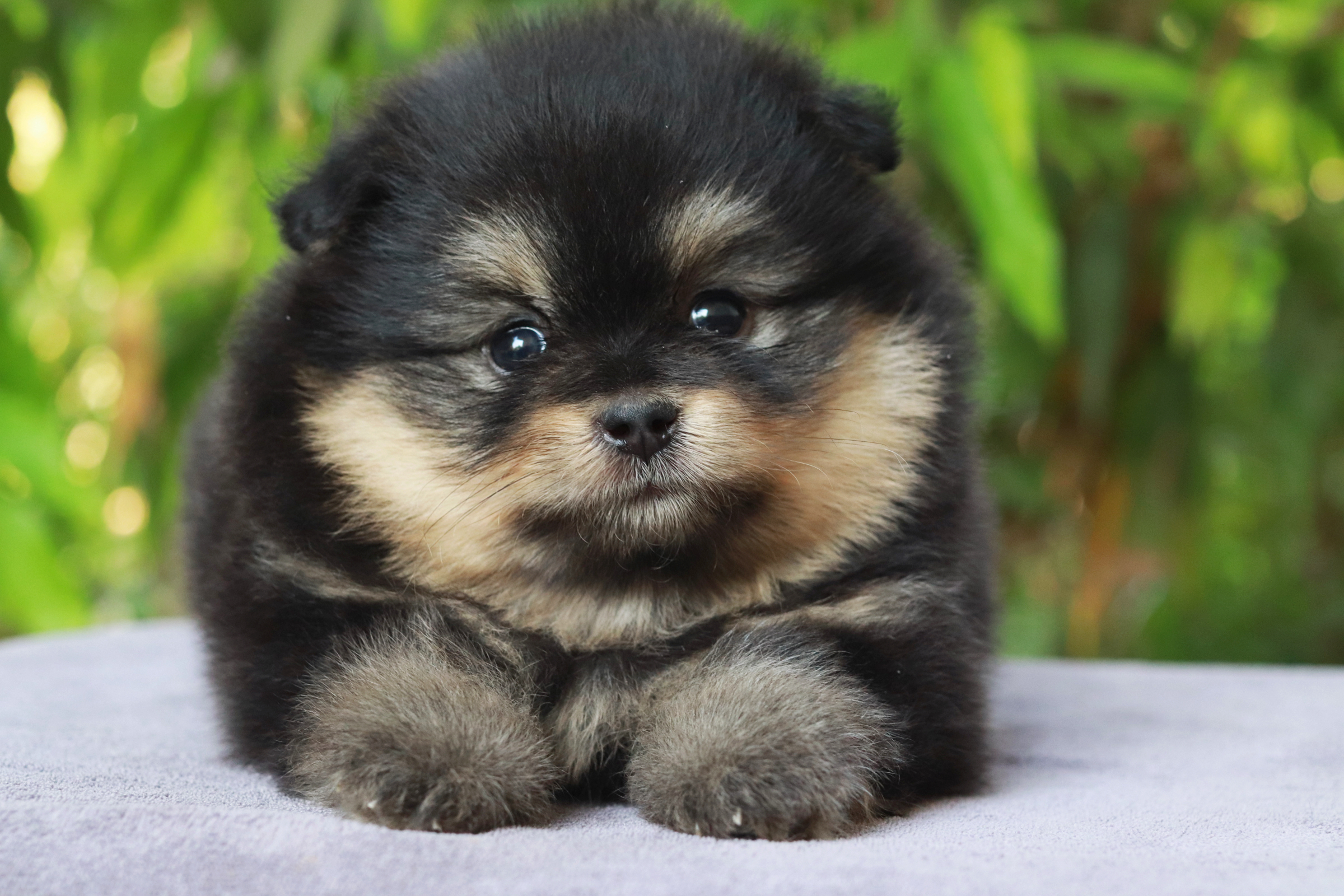 ปอมเมอเรเนียน เพศเมีย แบล็คแทน