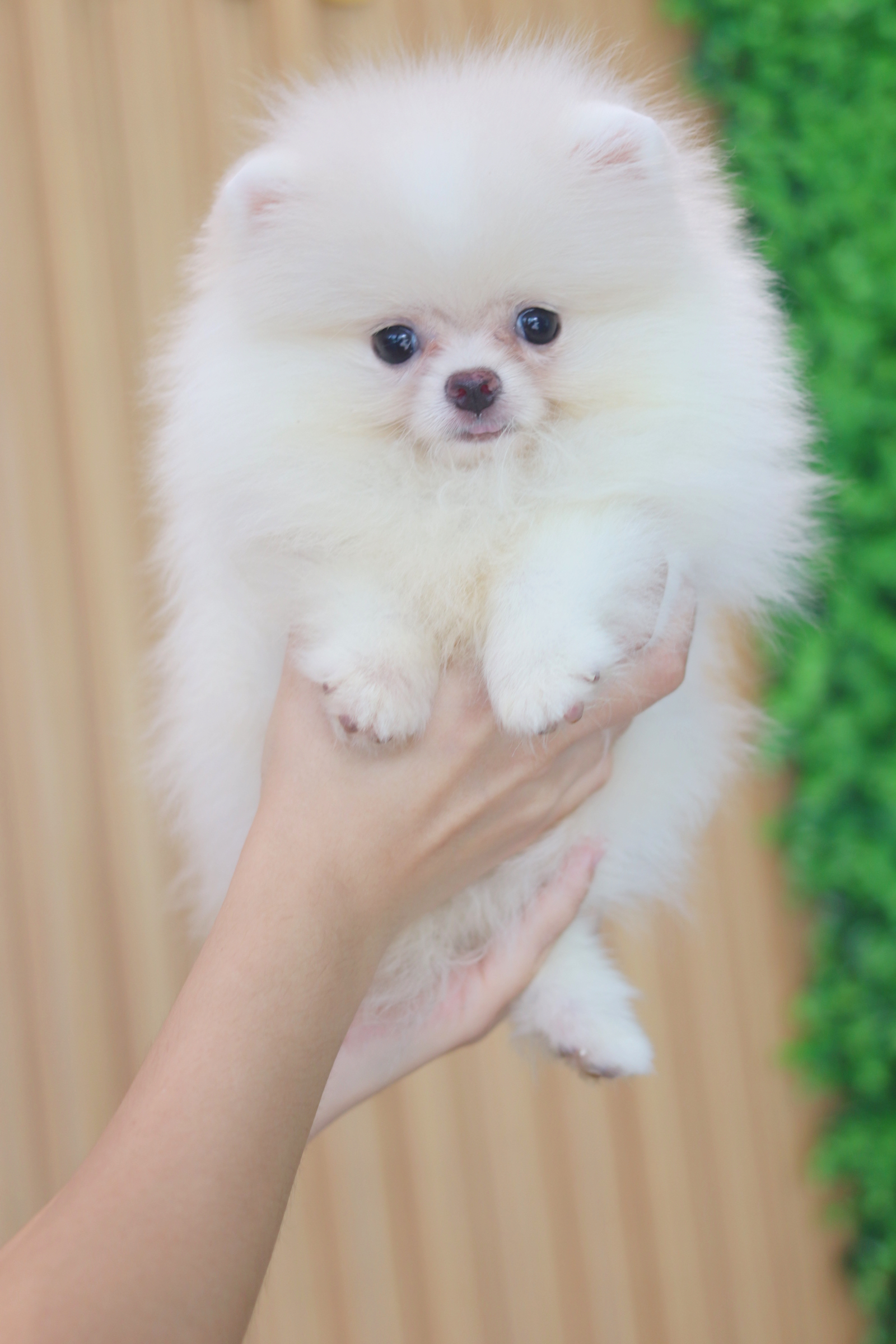 ปอมเมอเรเนียน เพศผู้ สีขาวครีม