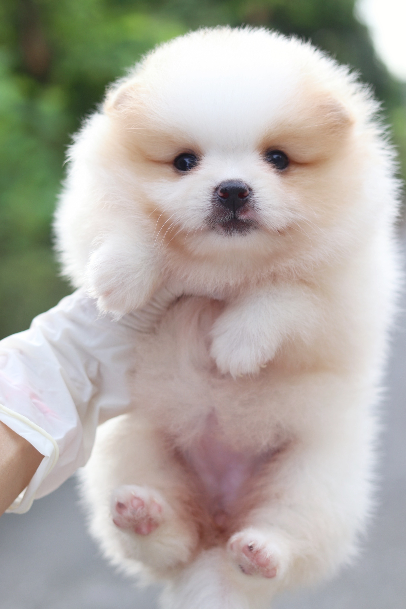 ปอมเมอเรเนียน เพศเมียสีแฟนซี