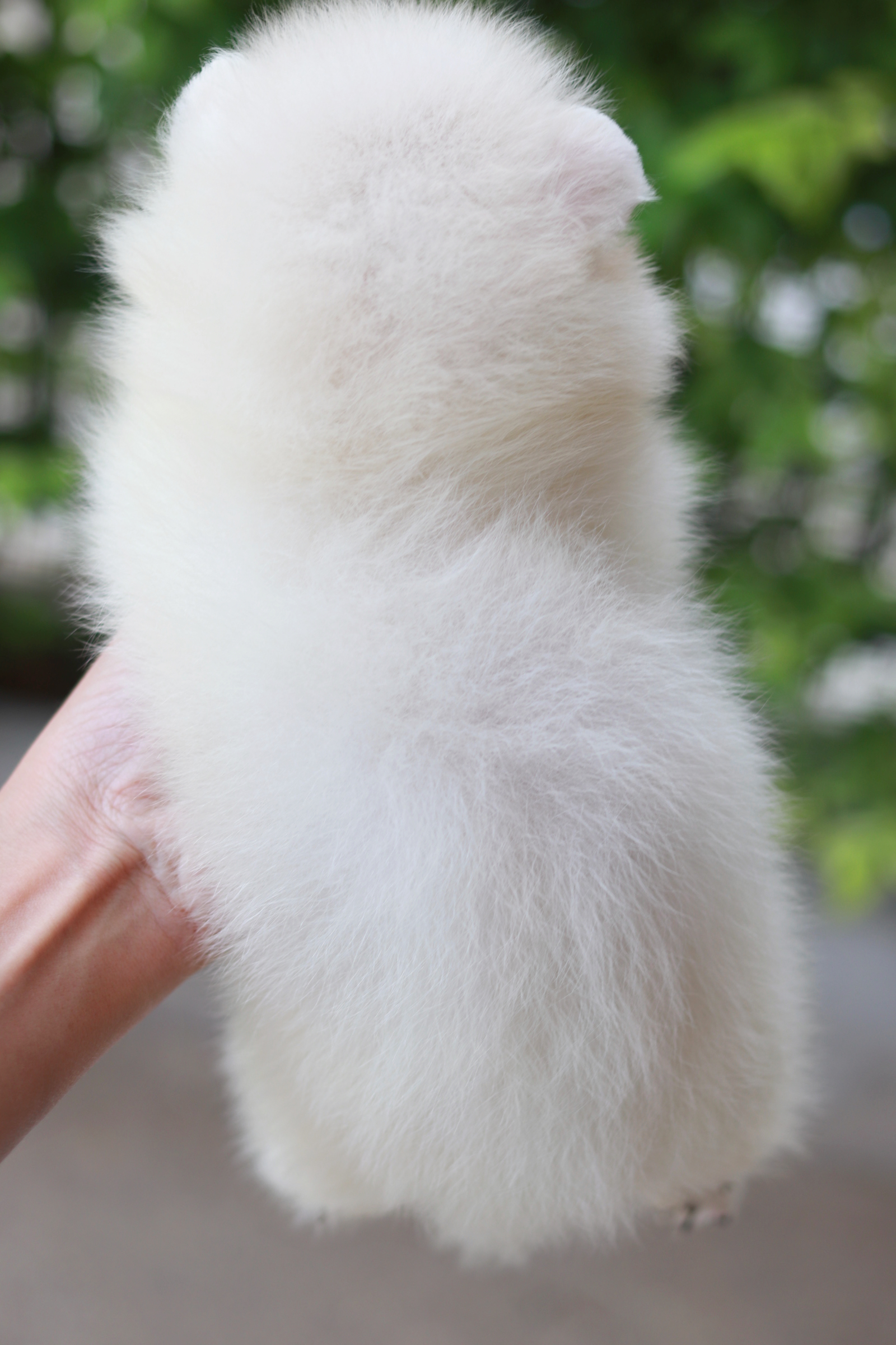 ปอมเมอเรเนียน เพศผู้ ขาวครีม