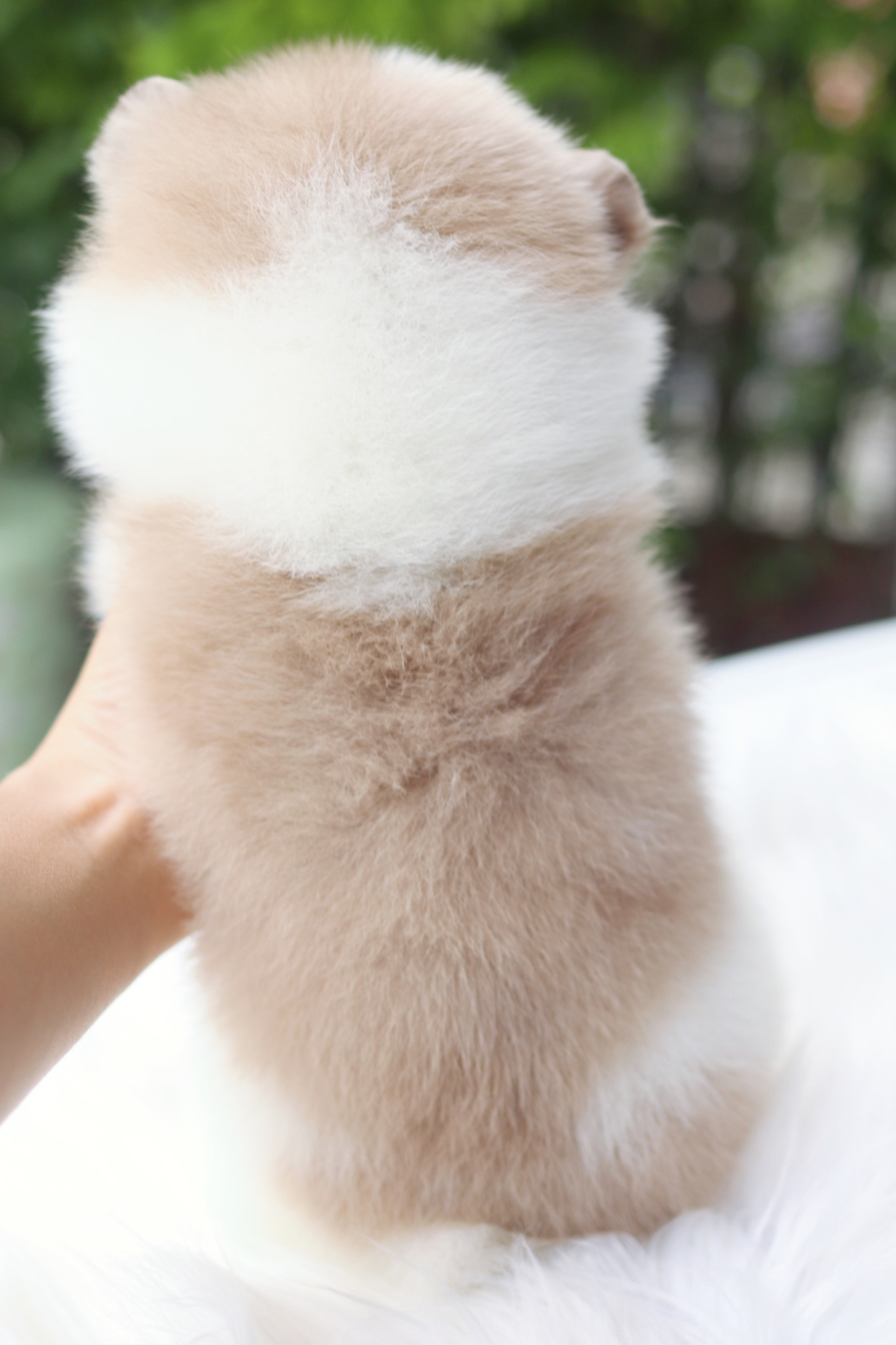 ปอมเมอเรเนียน เพศผู้สีแฟนซี