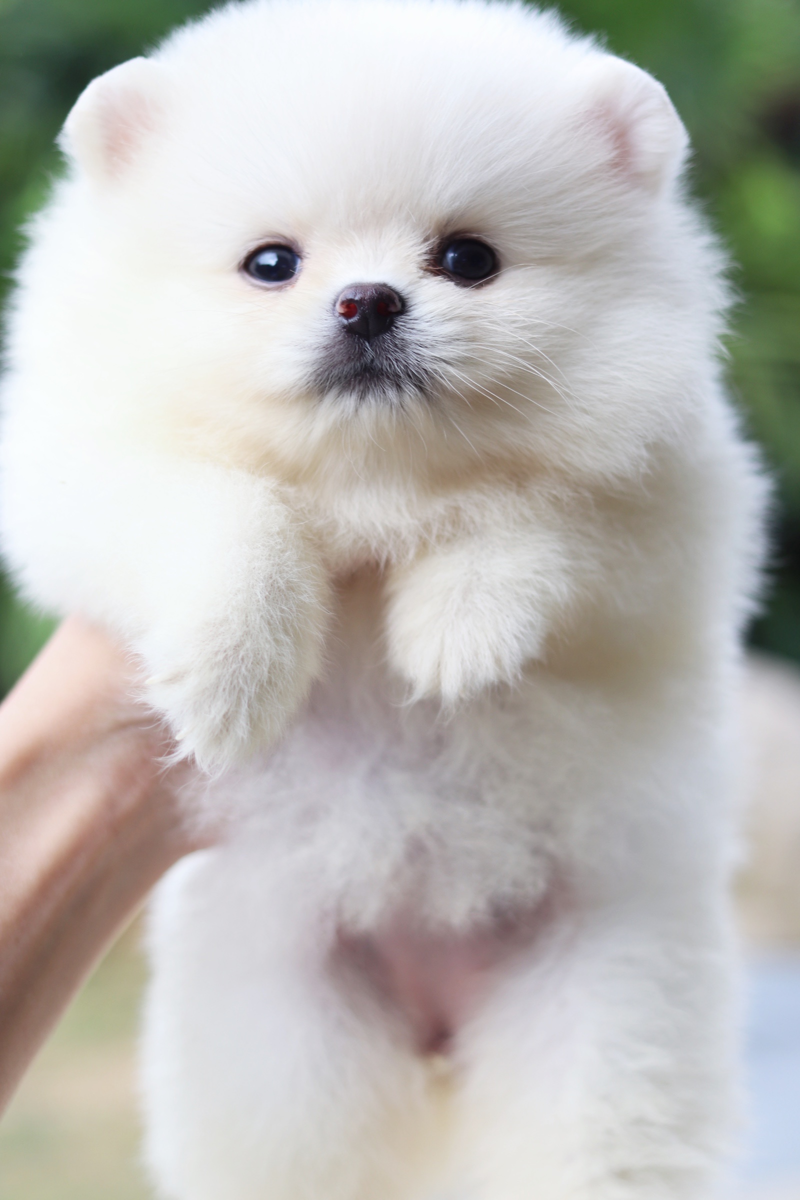 ปอมเมอเรเนียน เพศเมียขาวครีม