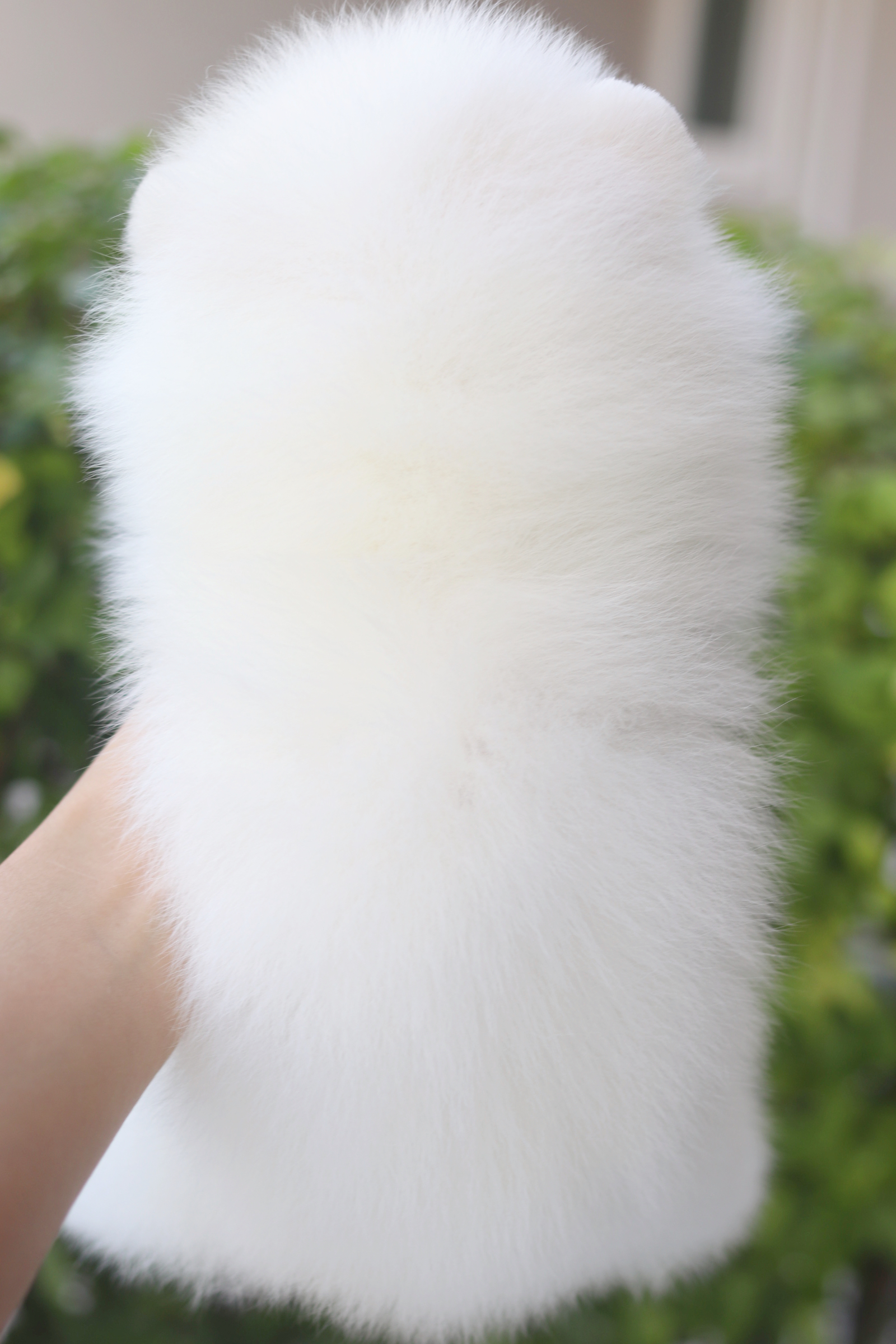 ปอมเมอเรเนียน เพศผู้สีขาวครีมเกรดโชว์