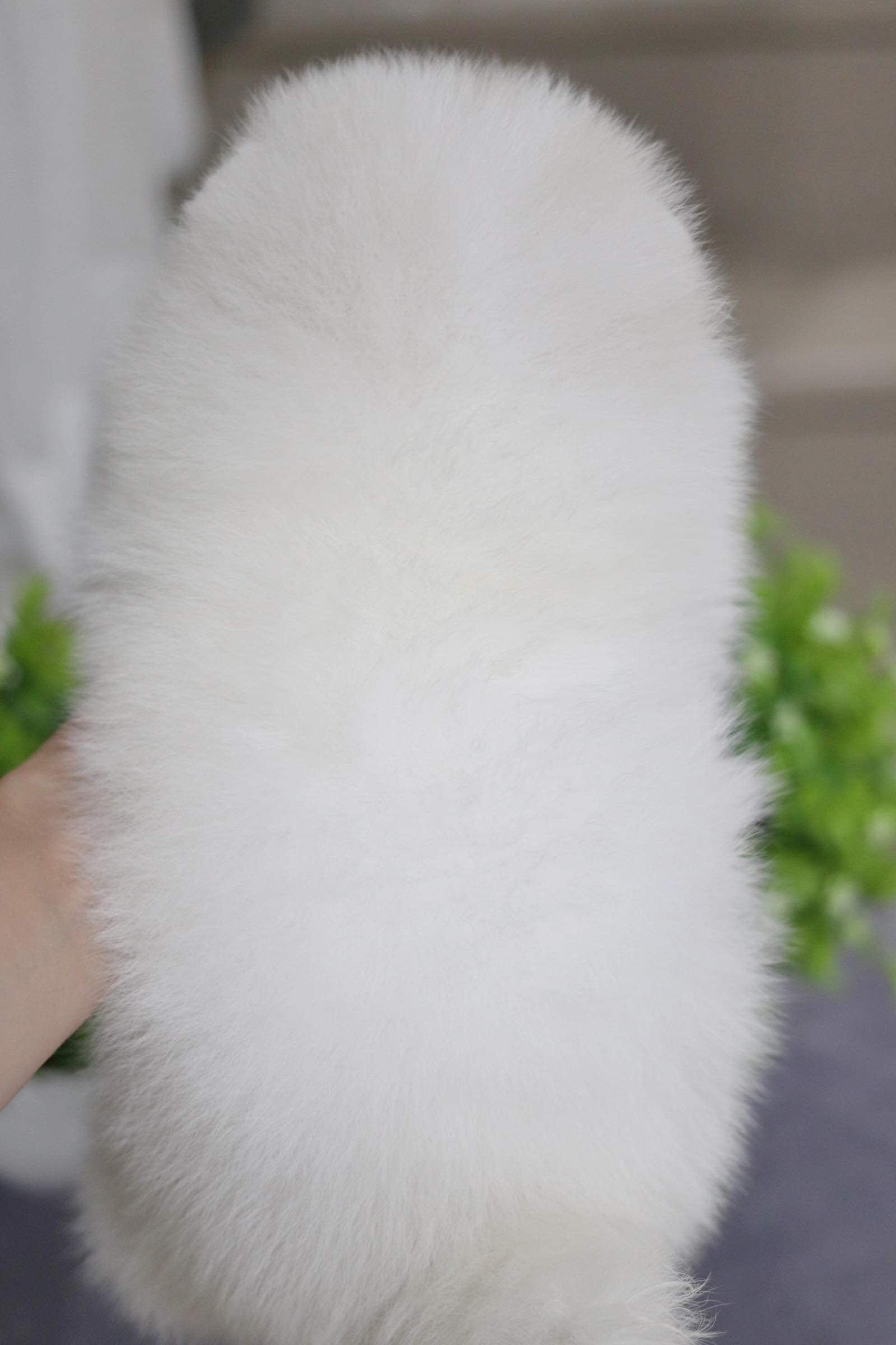 ปอมเมอเรเนียน เพศผู้