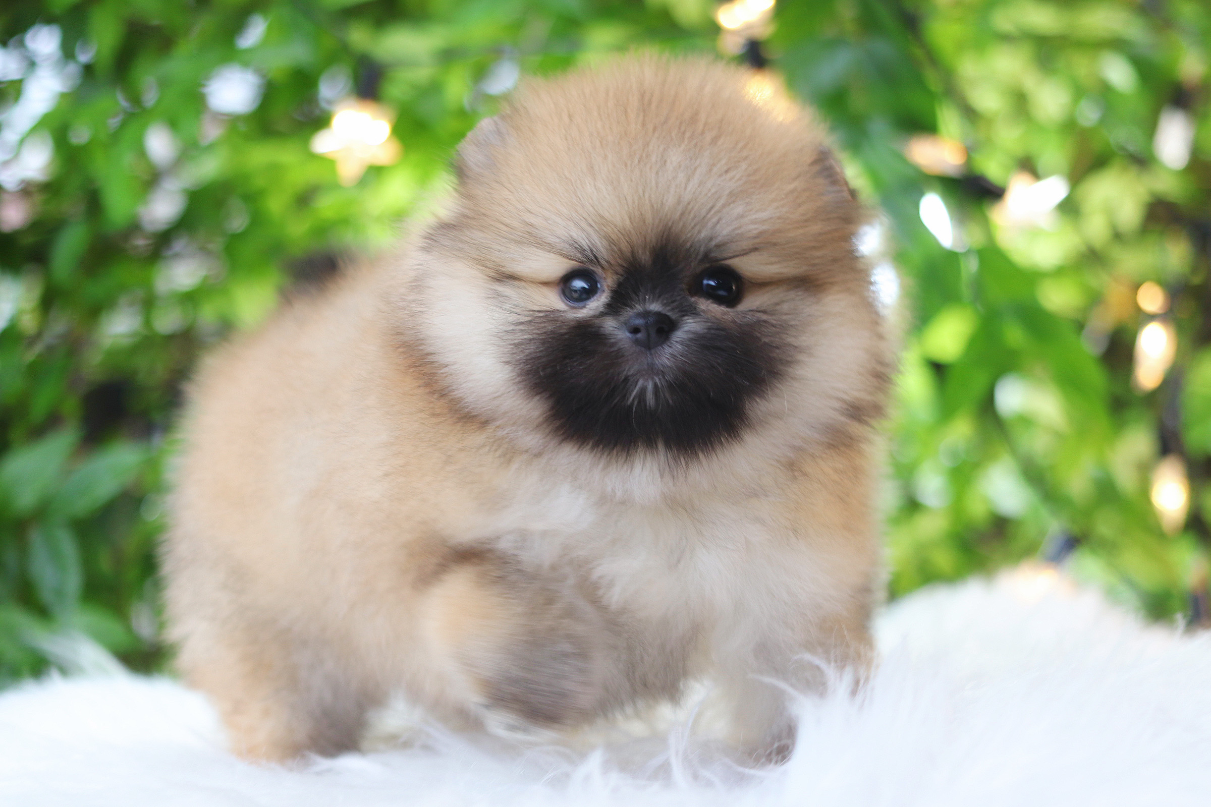 ปอมเมอเรเนียน เพศเมียสีส้ม เกรดโชว์