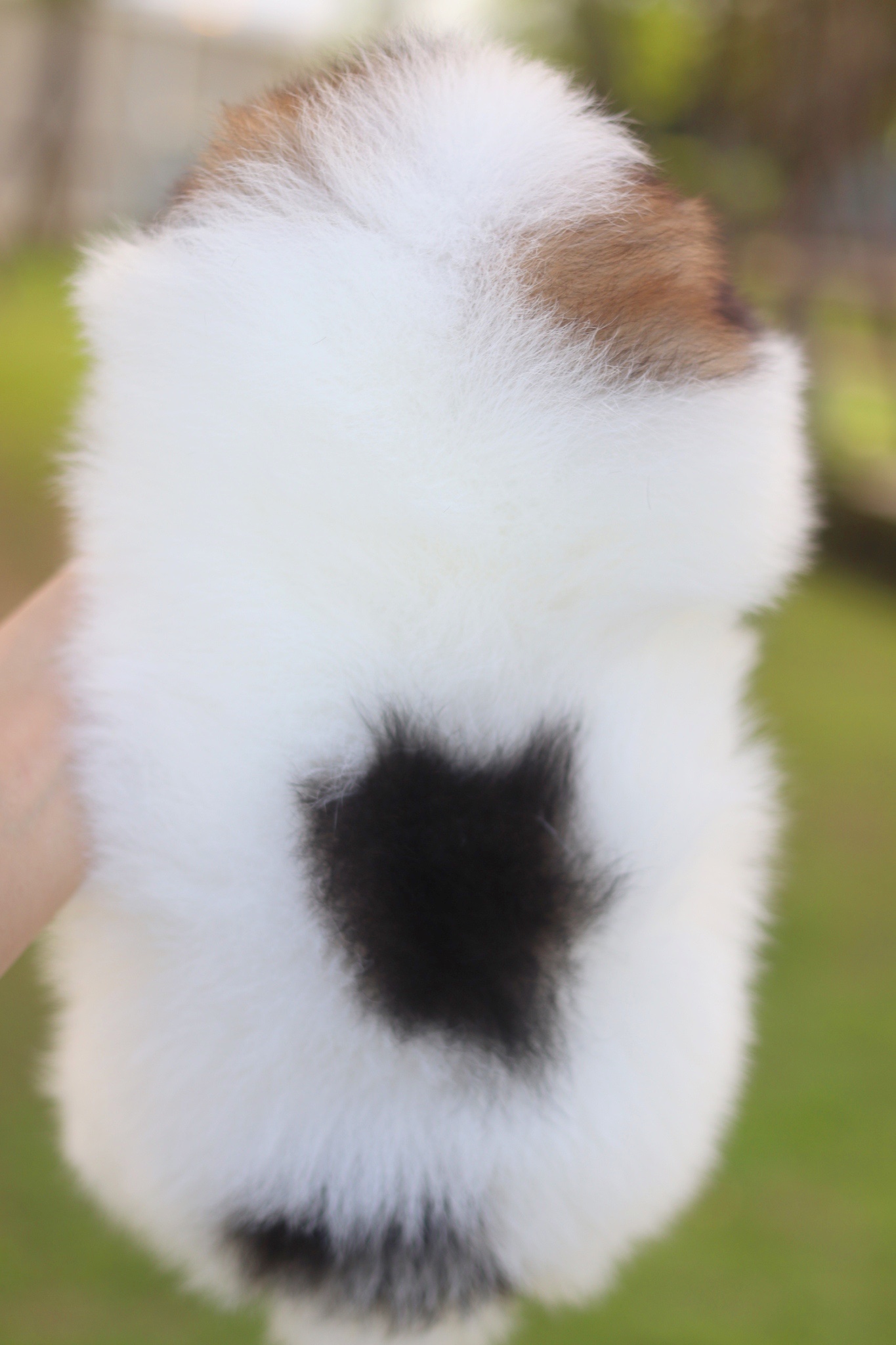 ปอมเมอเรเนียน เพศเมียสีแฟนซี