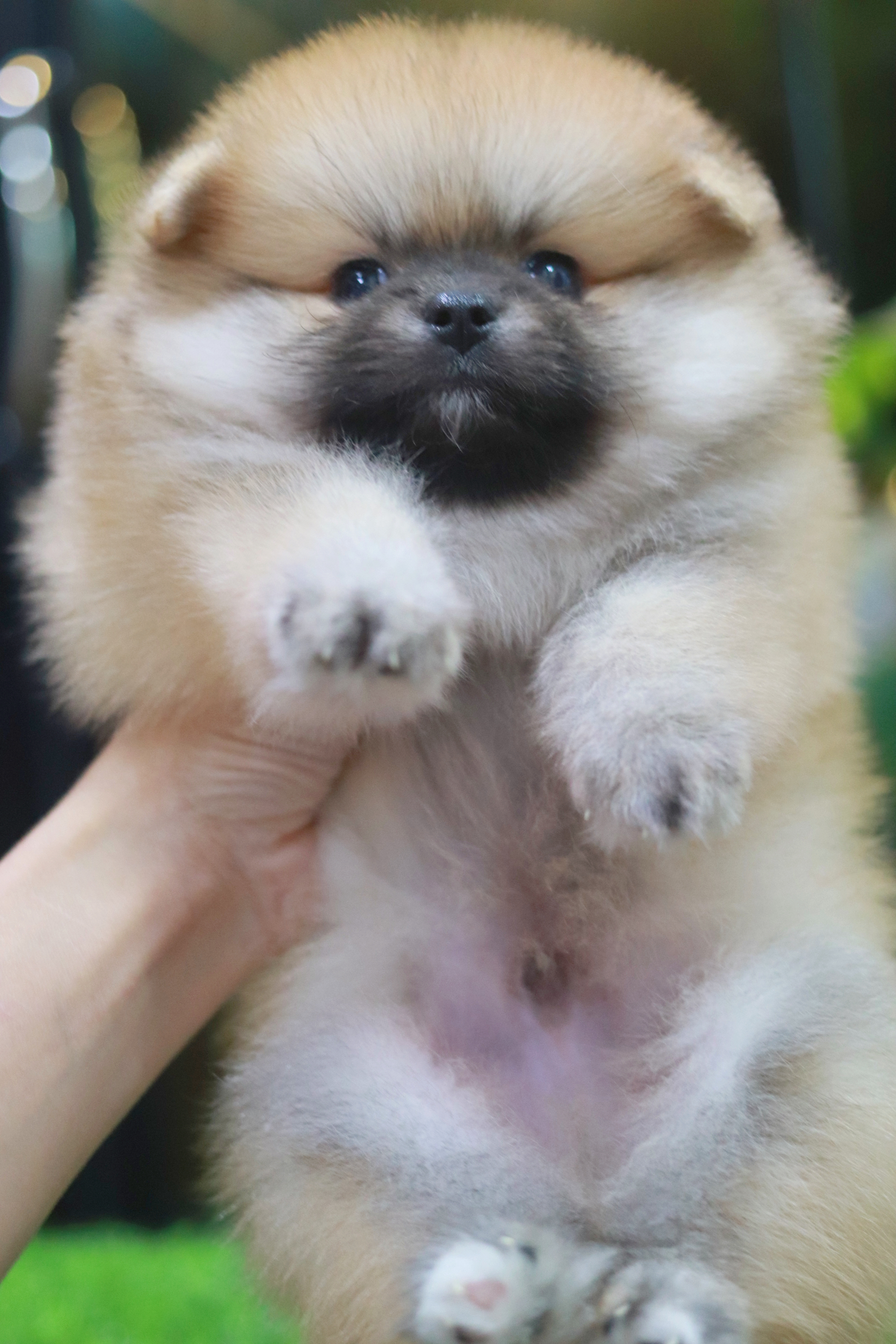 ปอมเมอเรเนียน เพศผู้สีส้ม เกรดโชว์