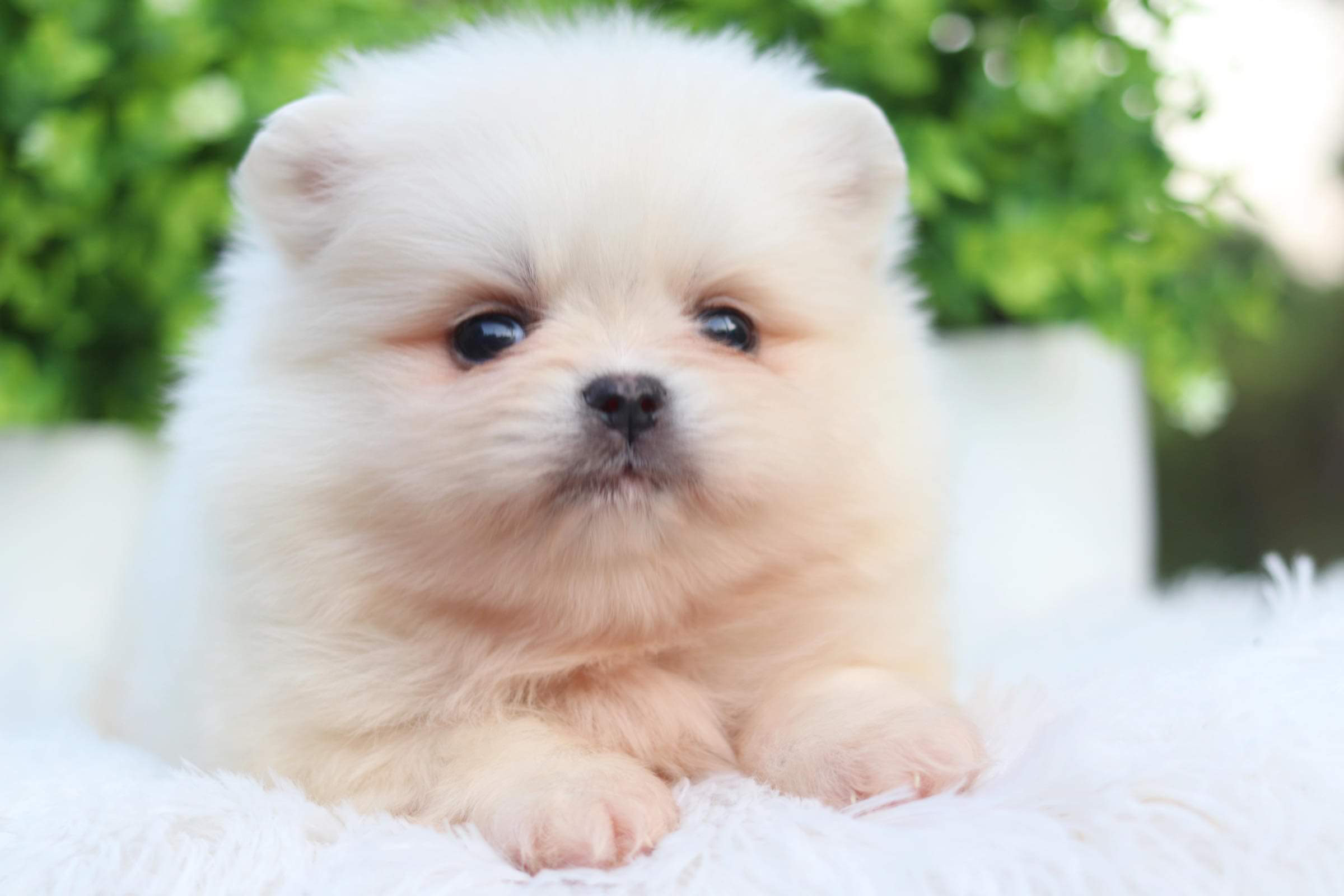 ปอมเมอเรเนียน เพศเมีย