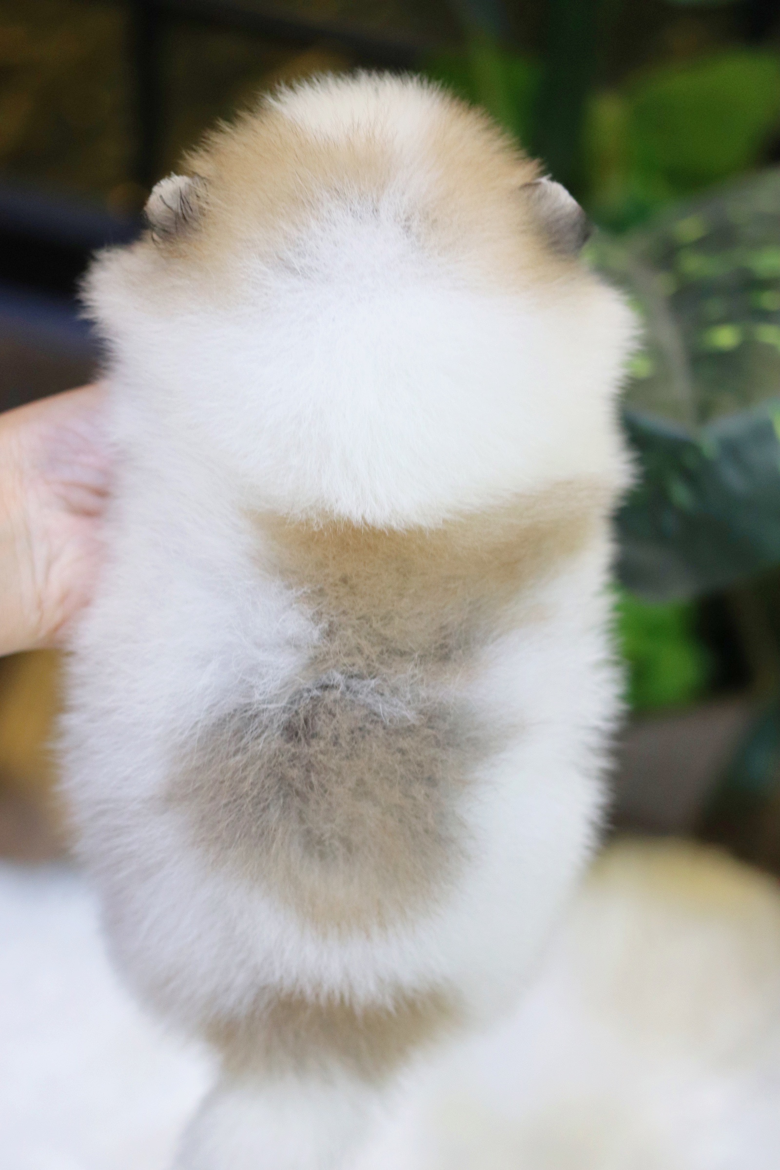 ปอมเมอเรเนียน เพศเมีย สีแฟนซี