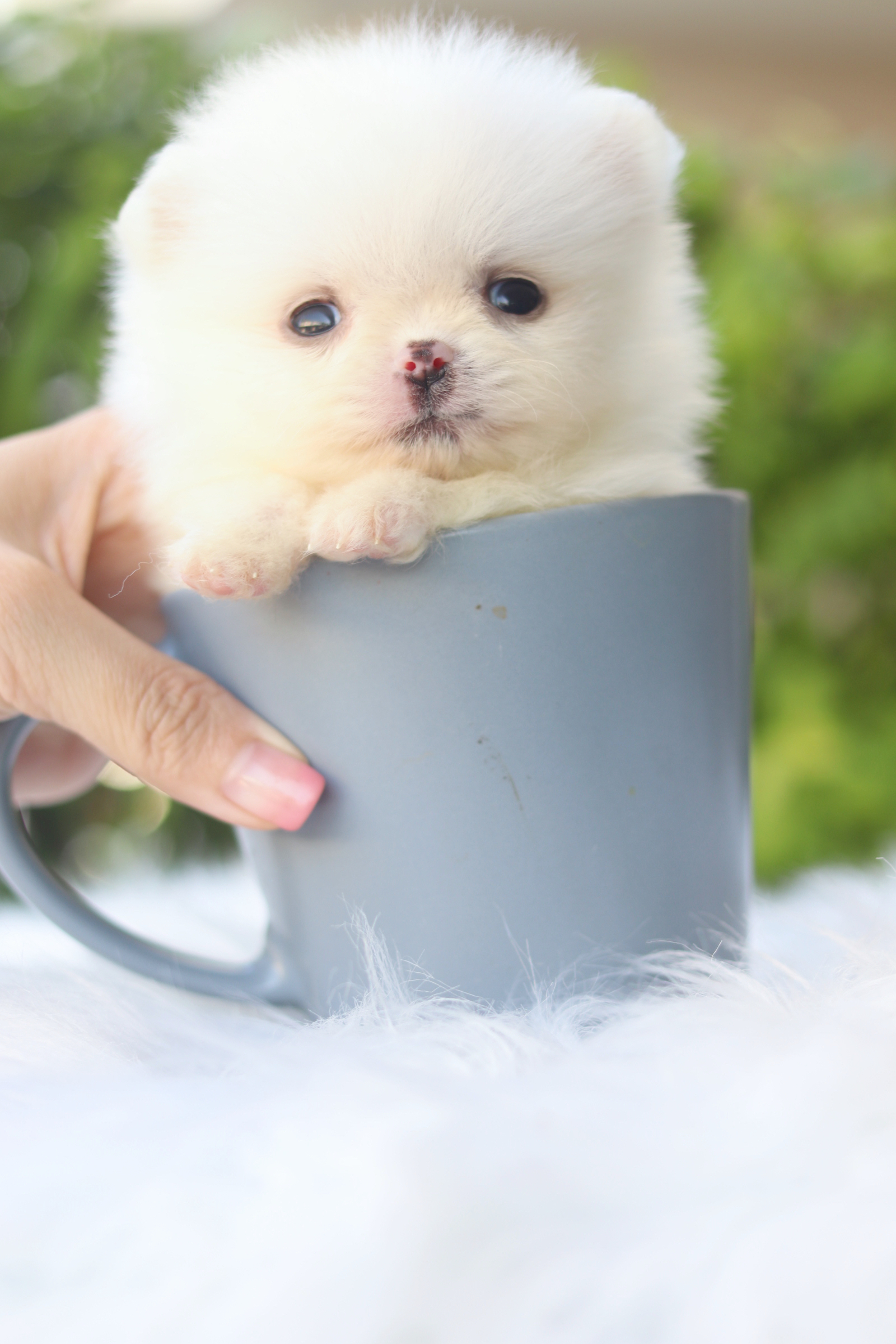 ปอมเมอเรเนียน เพศเมียสีขาวครีม