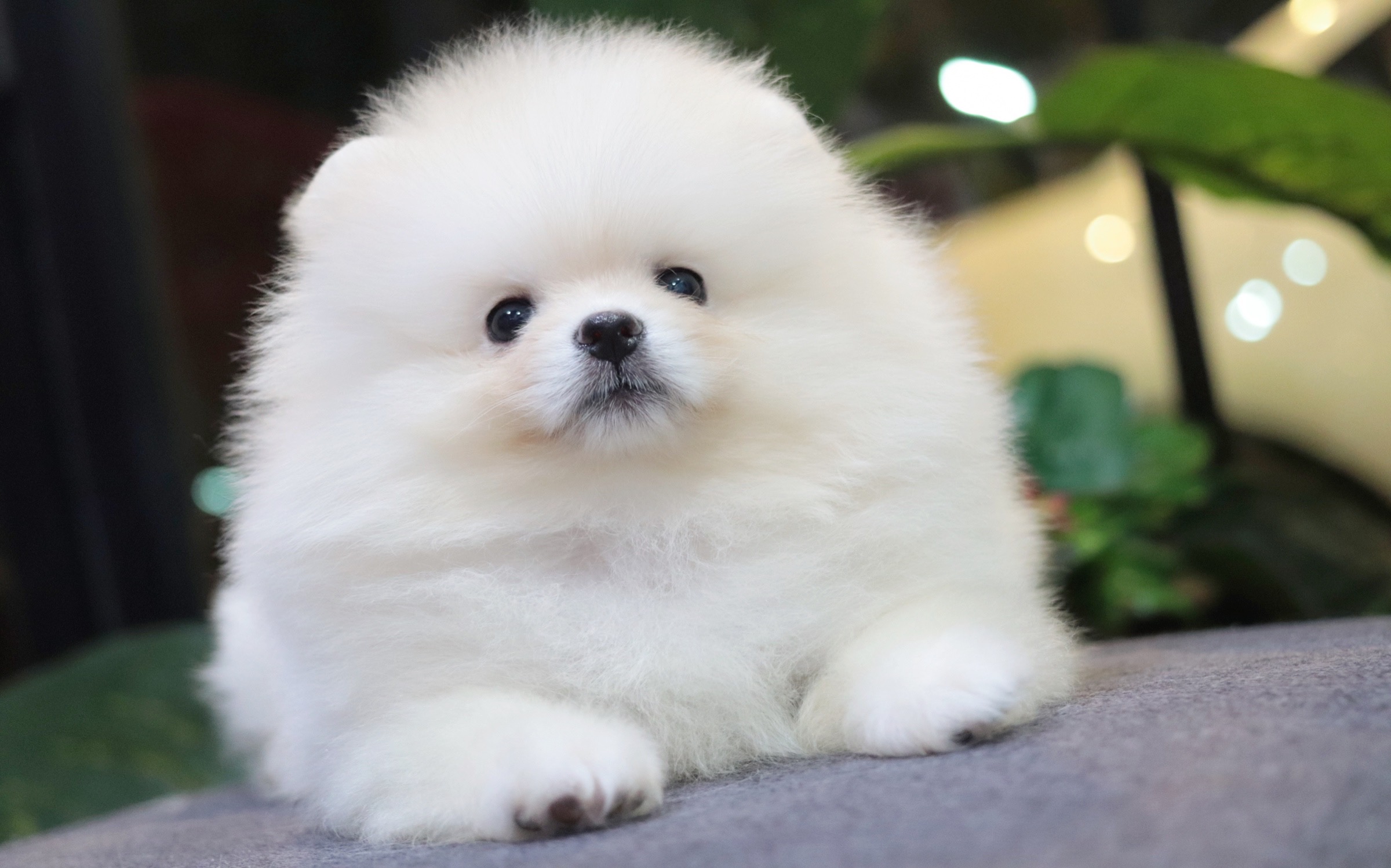 ปอมเมอเรเนียน เพศผู้ สีขาวครีม