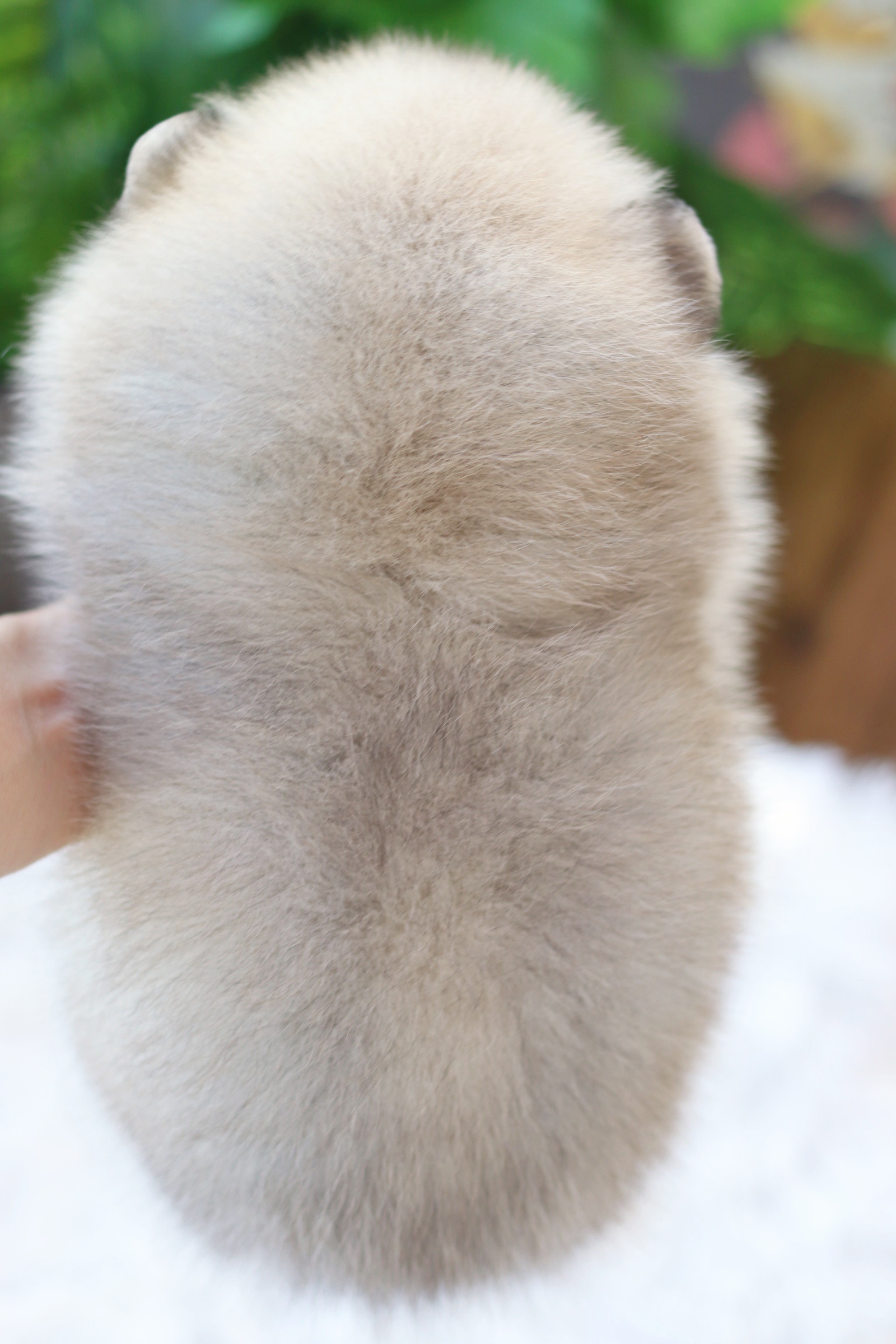 ปอมเมอเรเนียน เพศผู้ สีส้ม