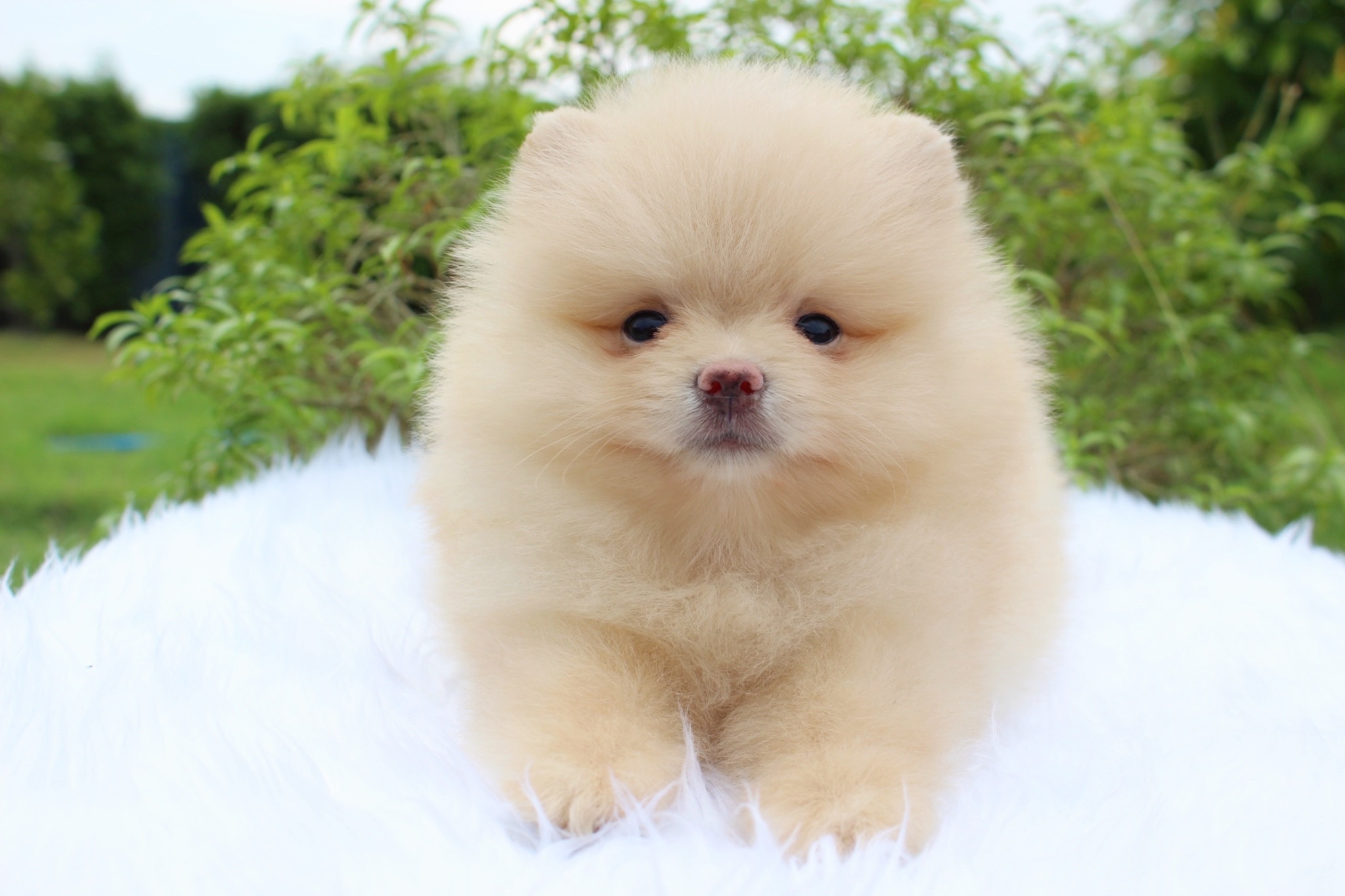 ปอมเมอเรเนียน เพศผู้ครีม