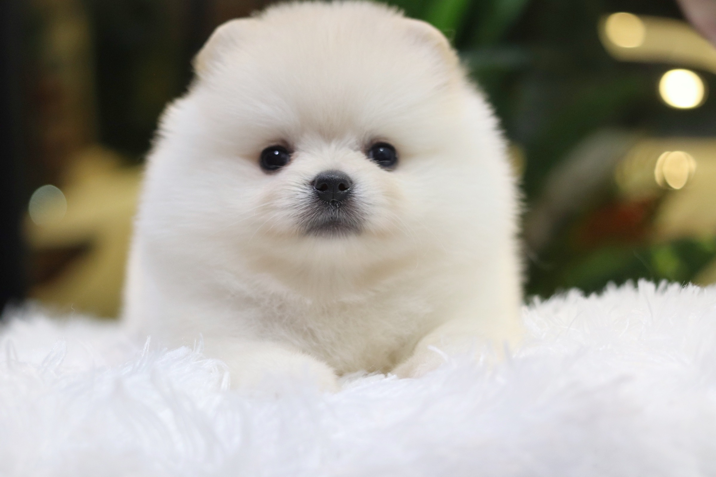 ปอมเมอเรเนียน เพศเมียสีขาวครีม