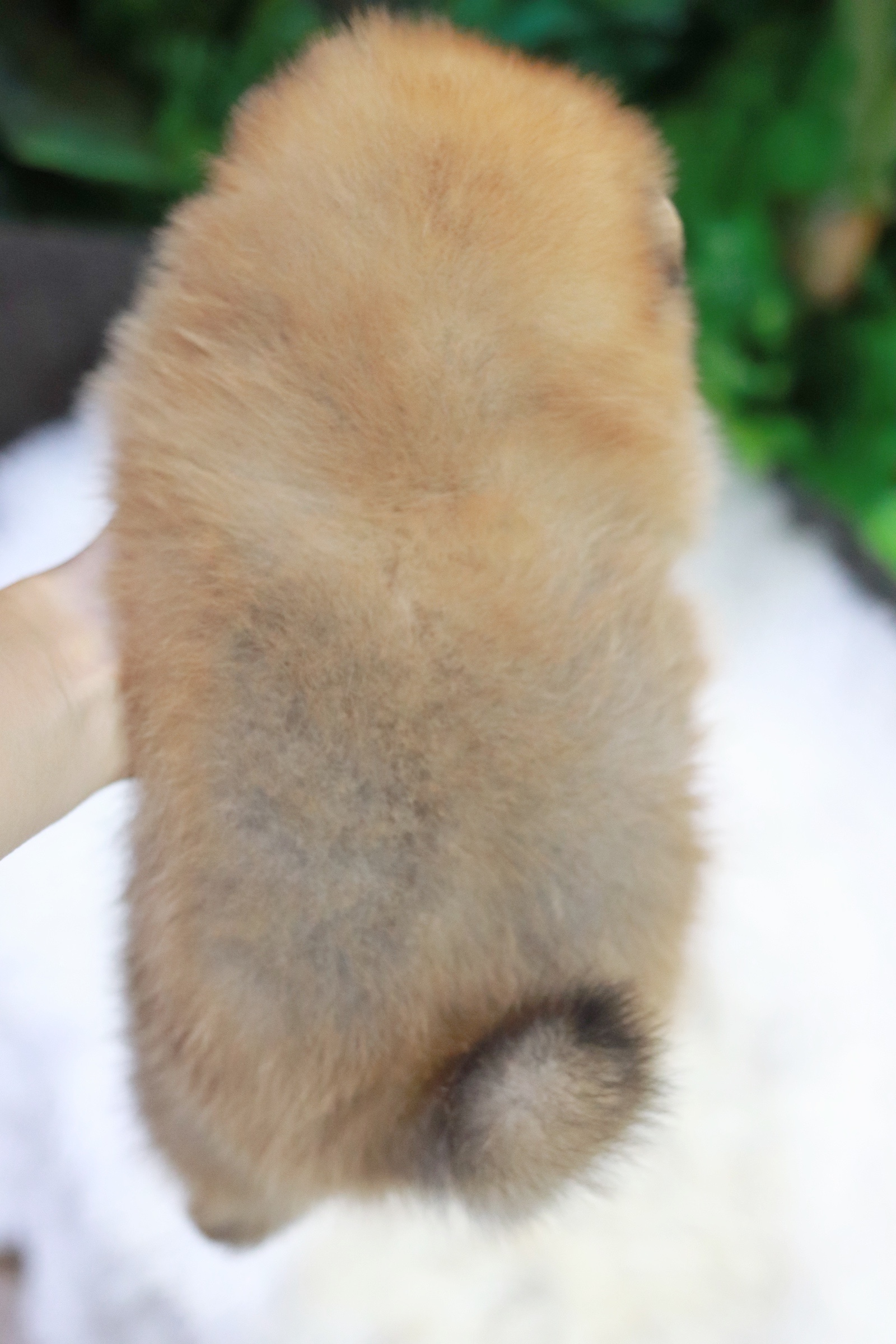 ปอมเมอเรเนียน เพศผู้สีส้ม