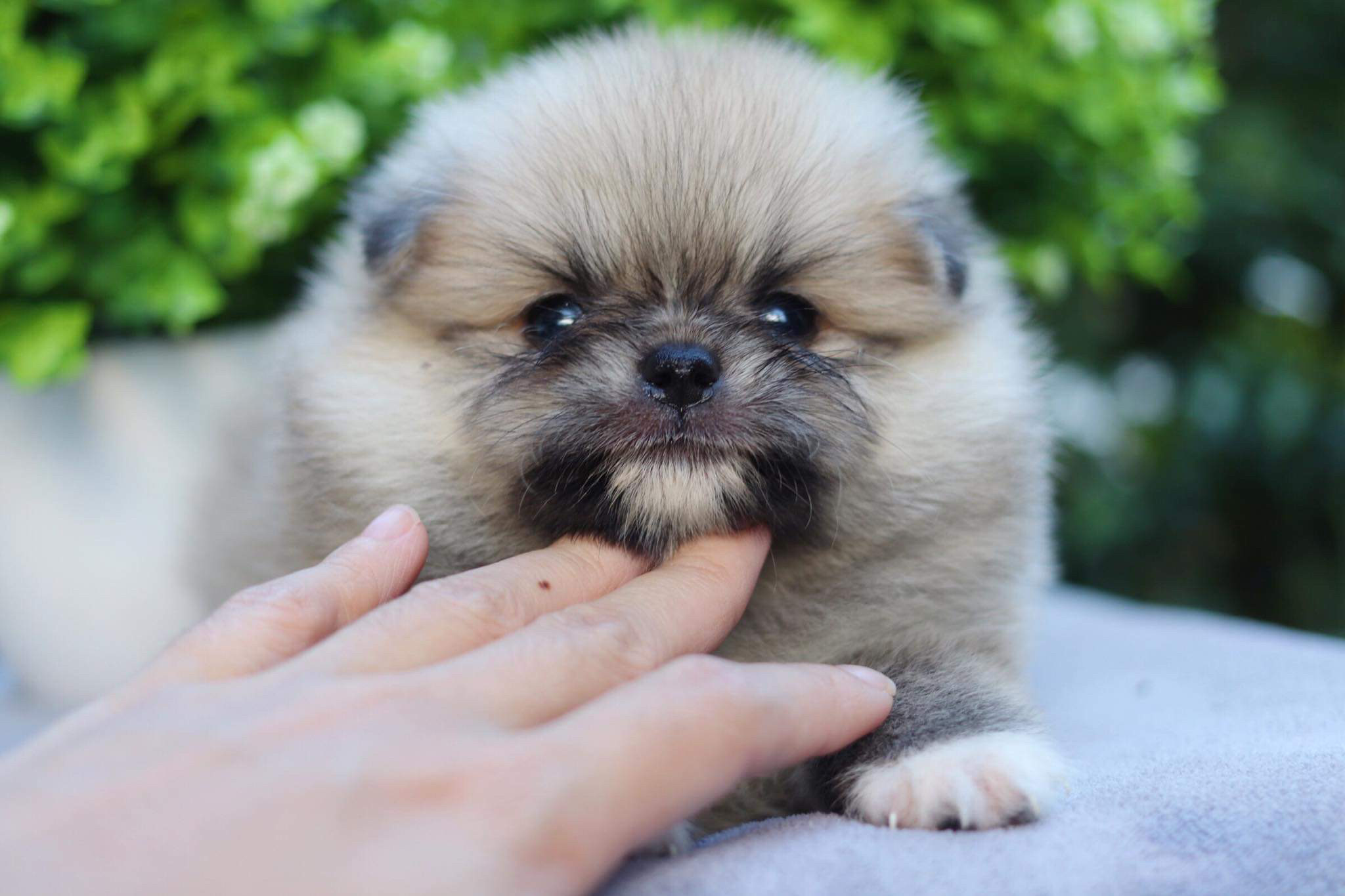 ปอมเมอเรเนียน เพศผู้