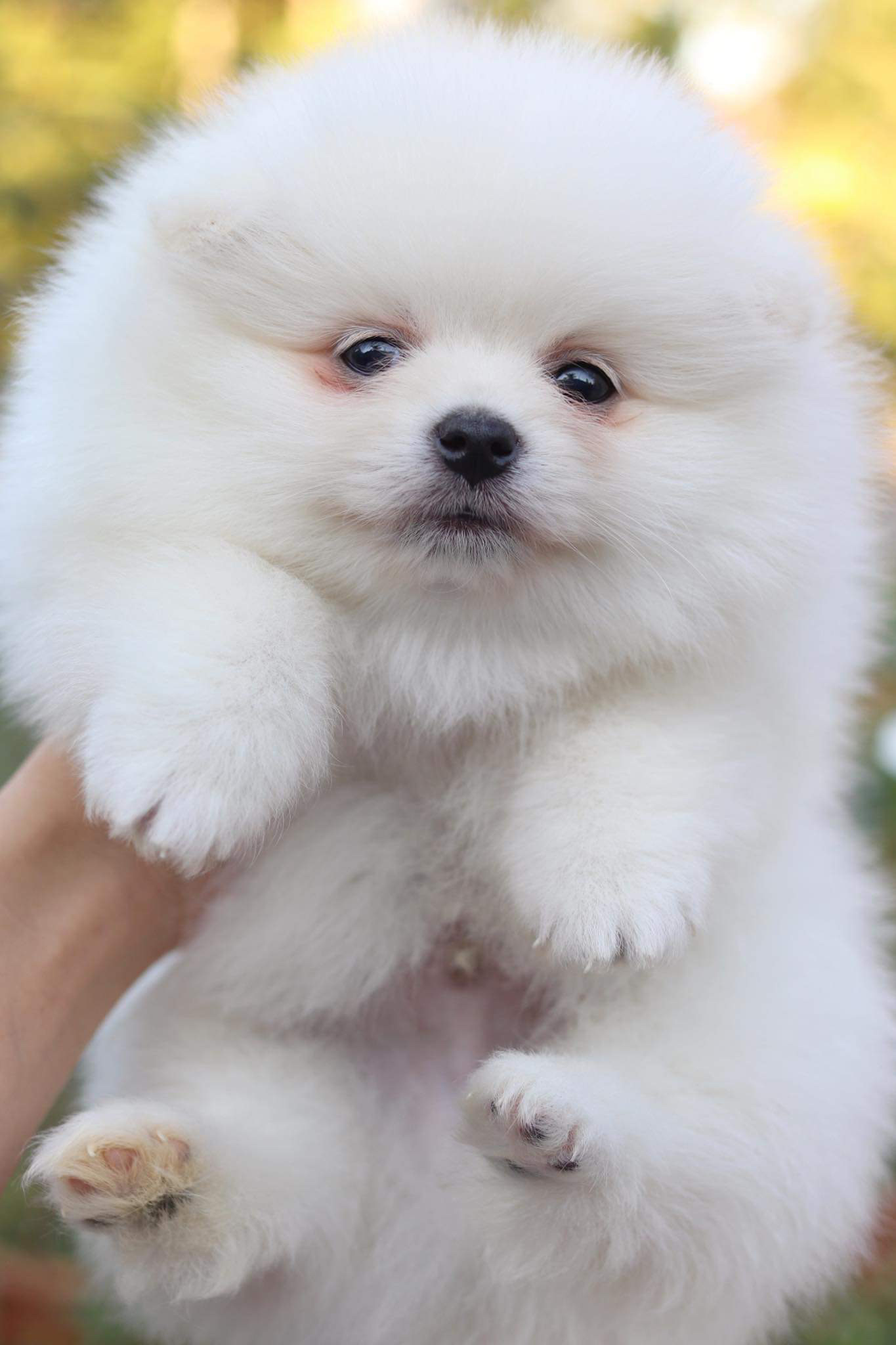 ปอมเมอเรเนียน เพศผู้