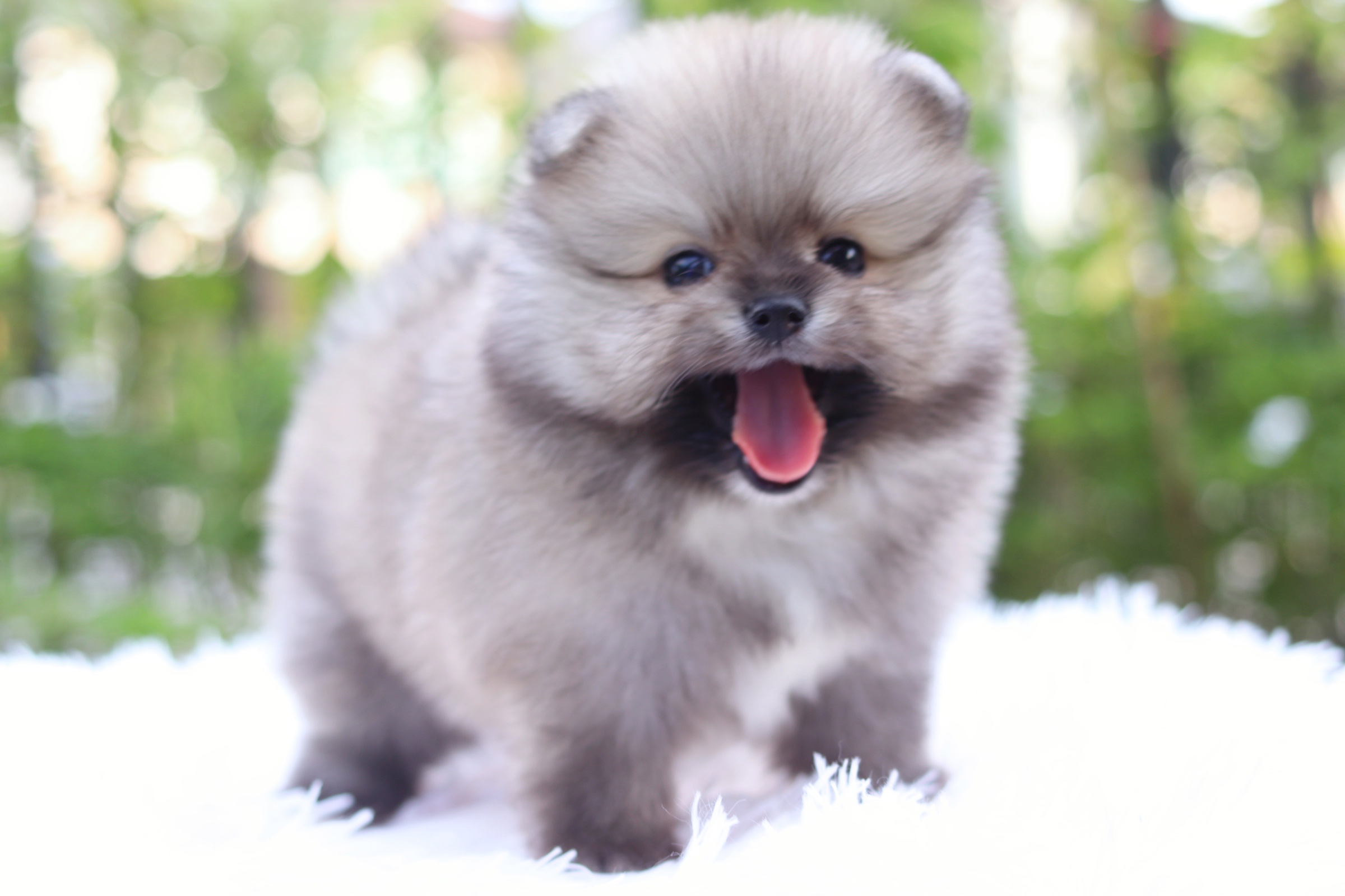 ปอมเมอเรเนียน เพศผู้ สีส้ม