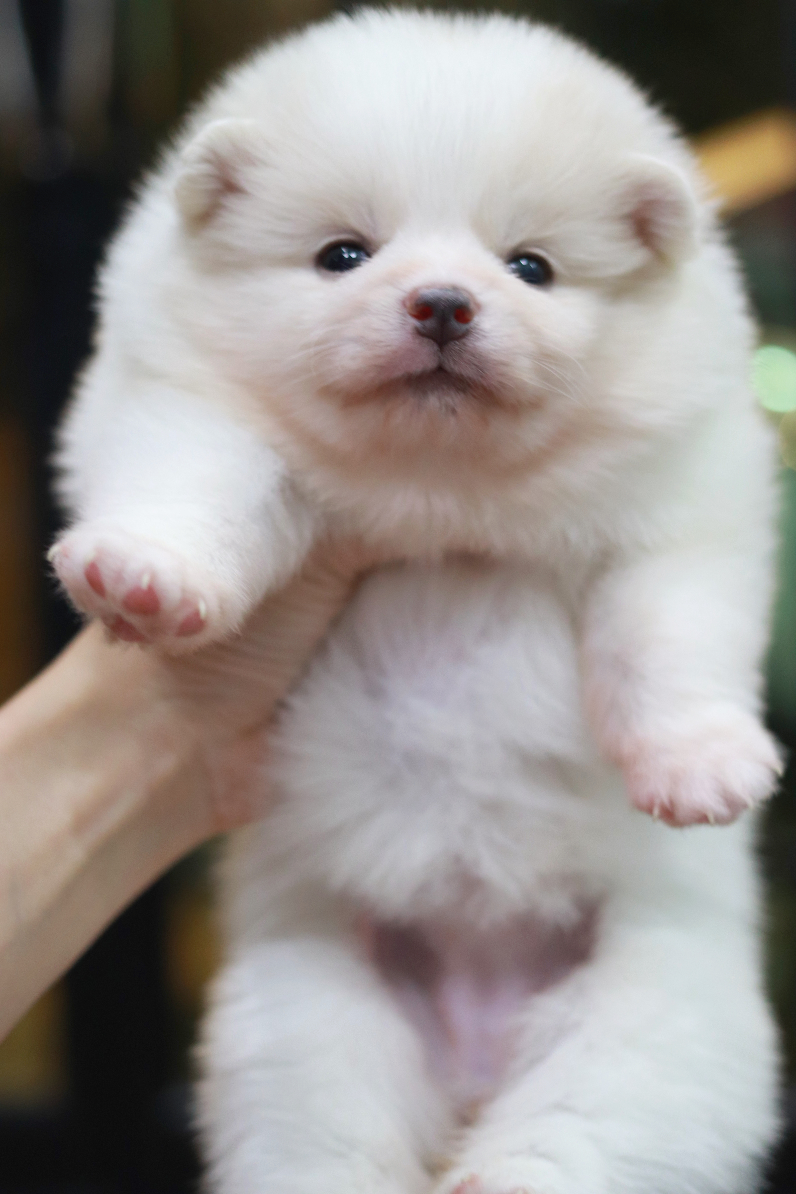 ปอมเมอเรเนียน เพศเมีย