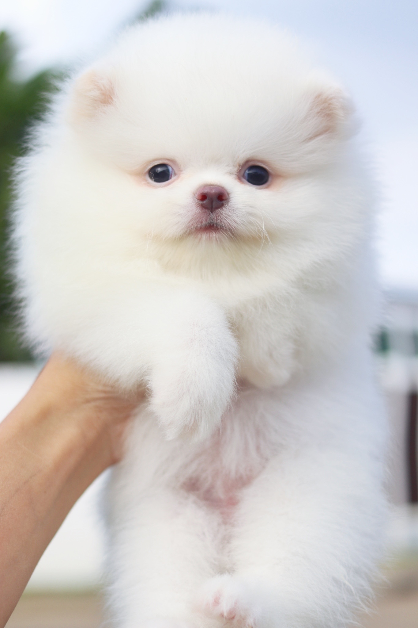 ปอมเมอเรเนียน เพศเมียสีขาวสำลี เกรดโชว์ ไซส์เล็ก