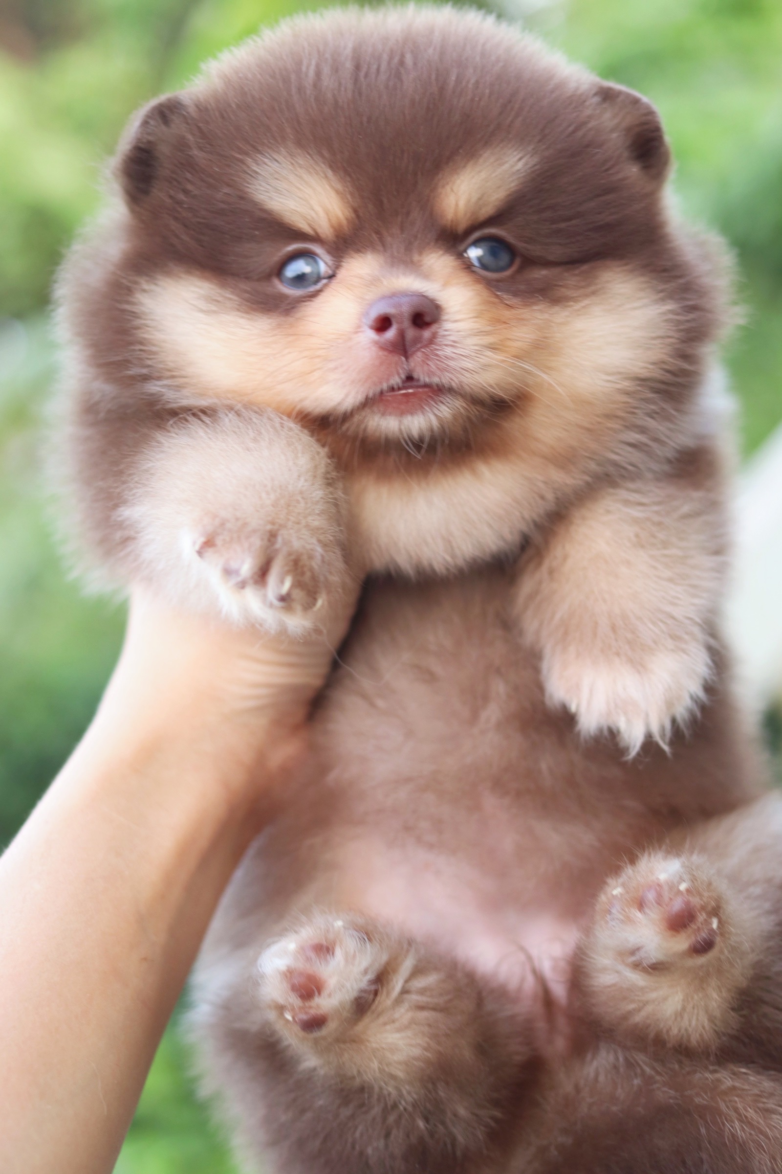 ปอมเมอเรเนียน เพศเมียสีช็อคแทน