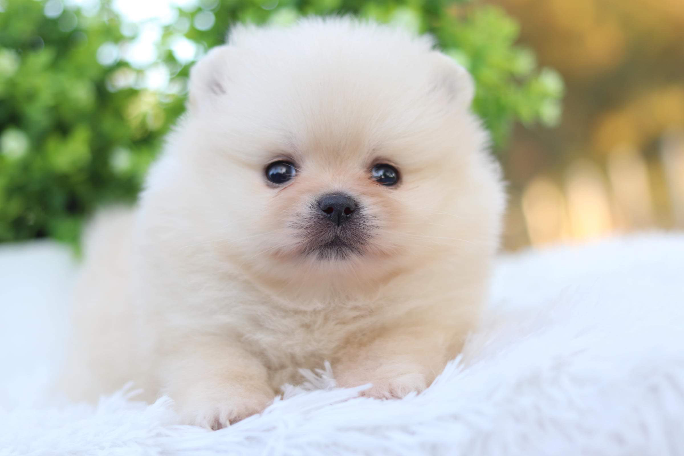 ปอมเมอเรเนียน เพศเมีย