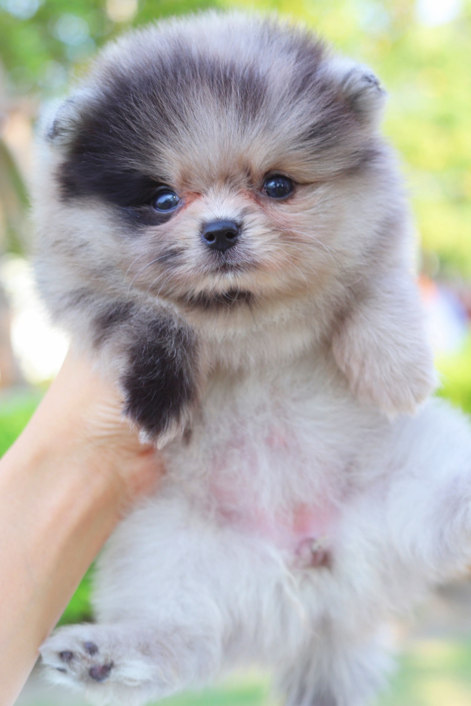 ปอมเมอเรเนียน เพศเมีย สีเมอร์เร่