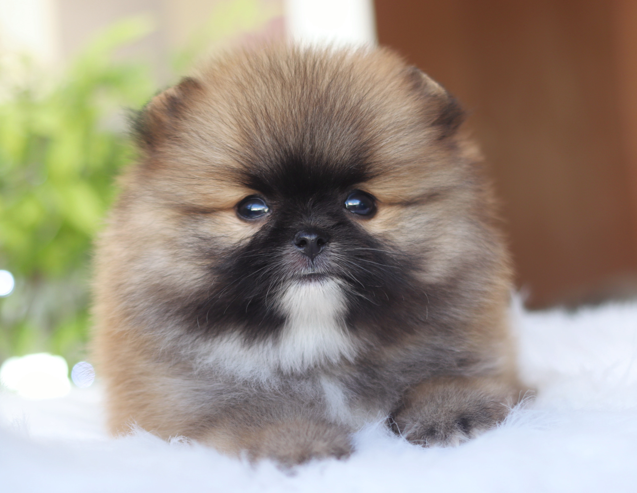 ปอมเมอเรเนียน เพศผู้สีส้ม เกรดโชว์