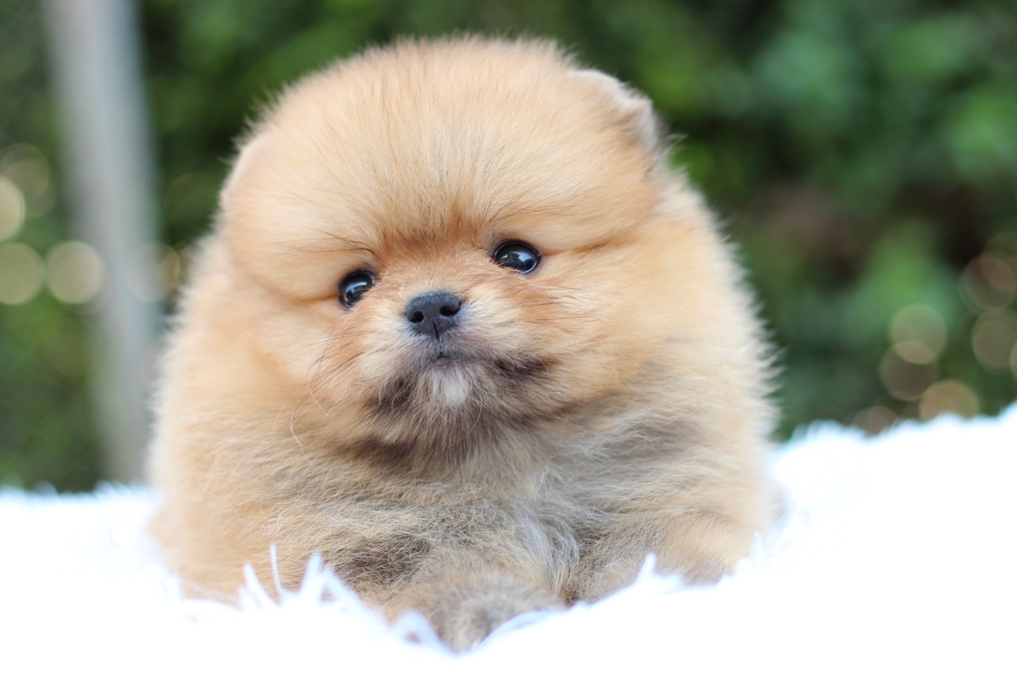 ปอมเมอเรเนียน เพศสีส้มผู้