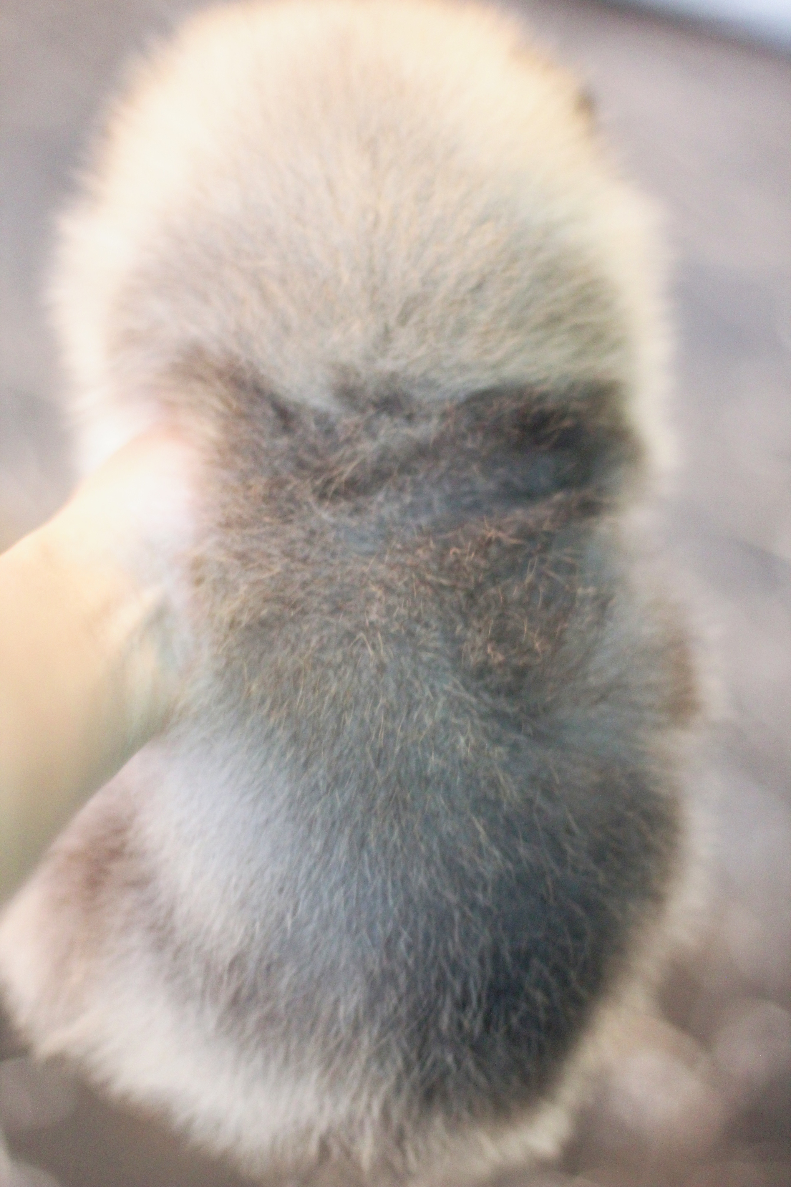 ปอมเมอเรเนียน เพศผู้ สีส้ม