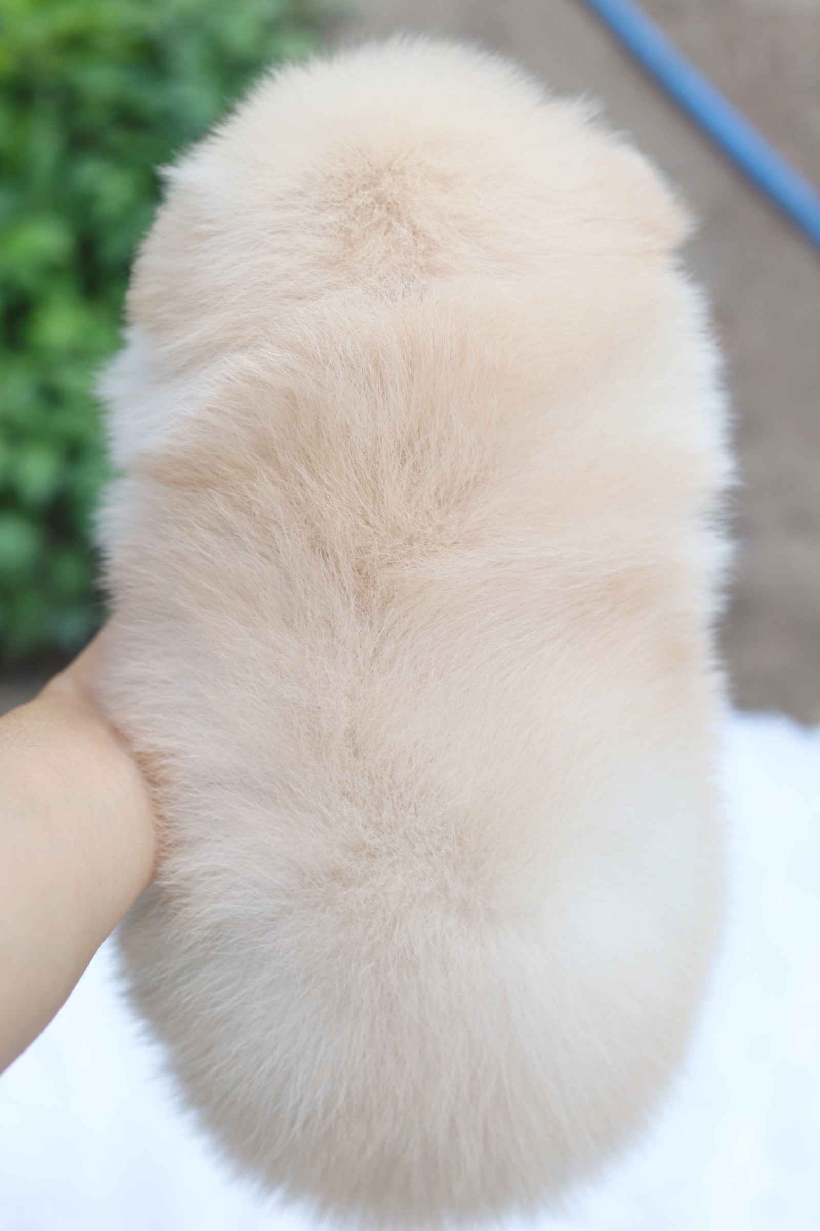 ปอมเมอเรเนียน เพศผู้ขาวครีม