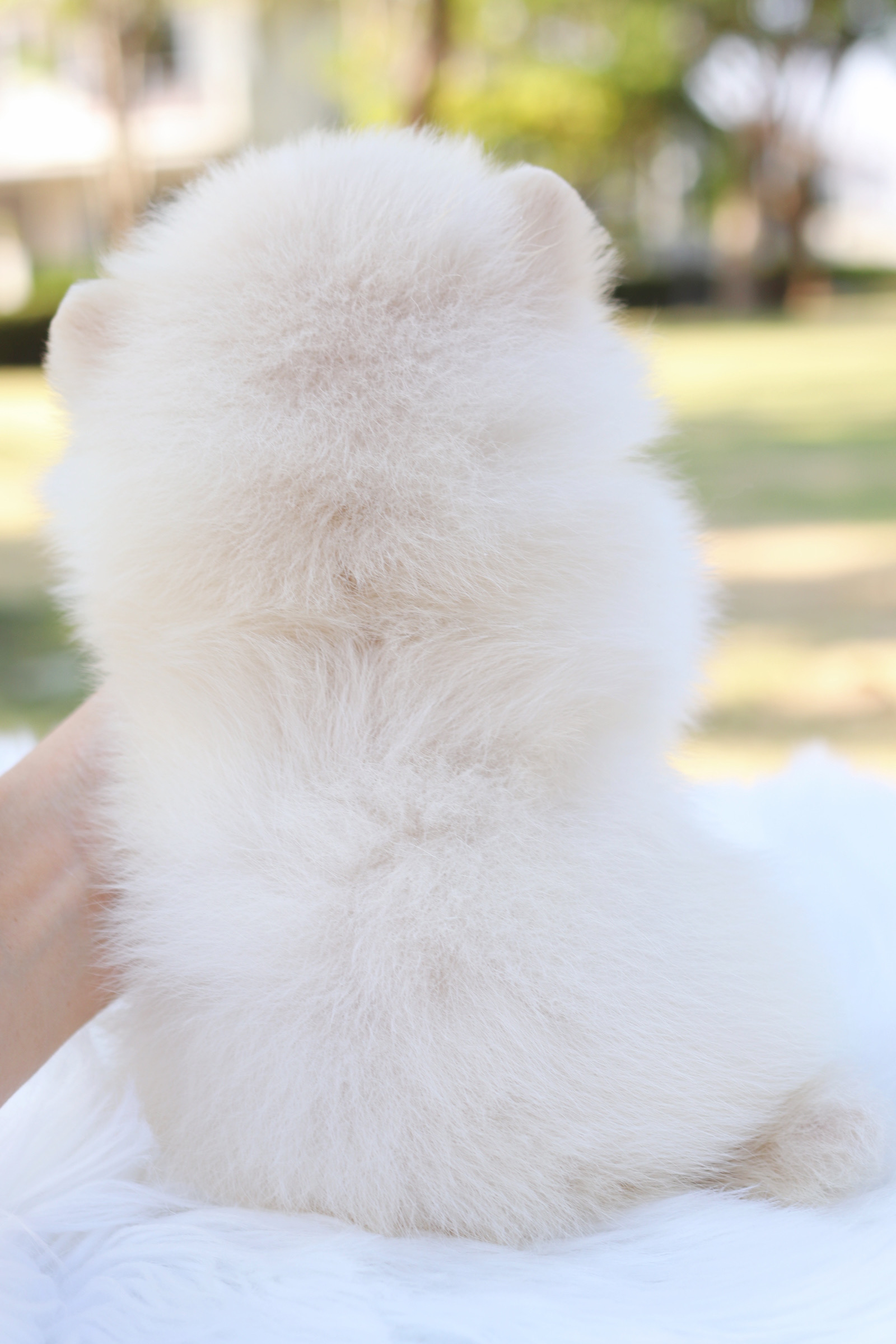 ปอมเมอเรเนียน เพศเมีย สีขาวครีม