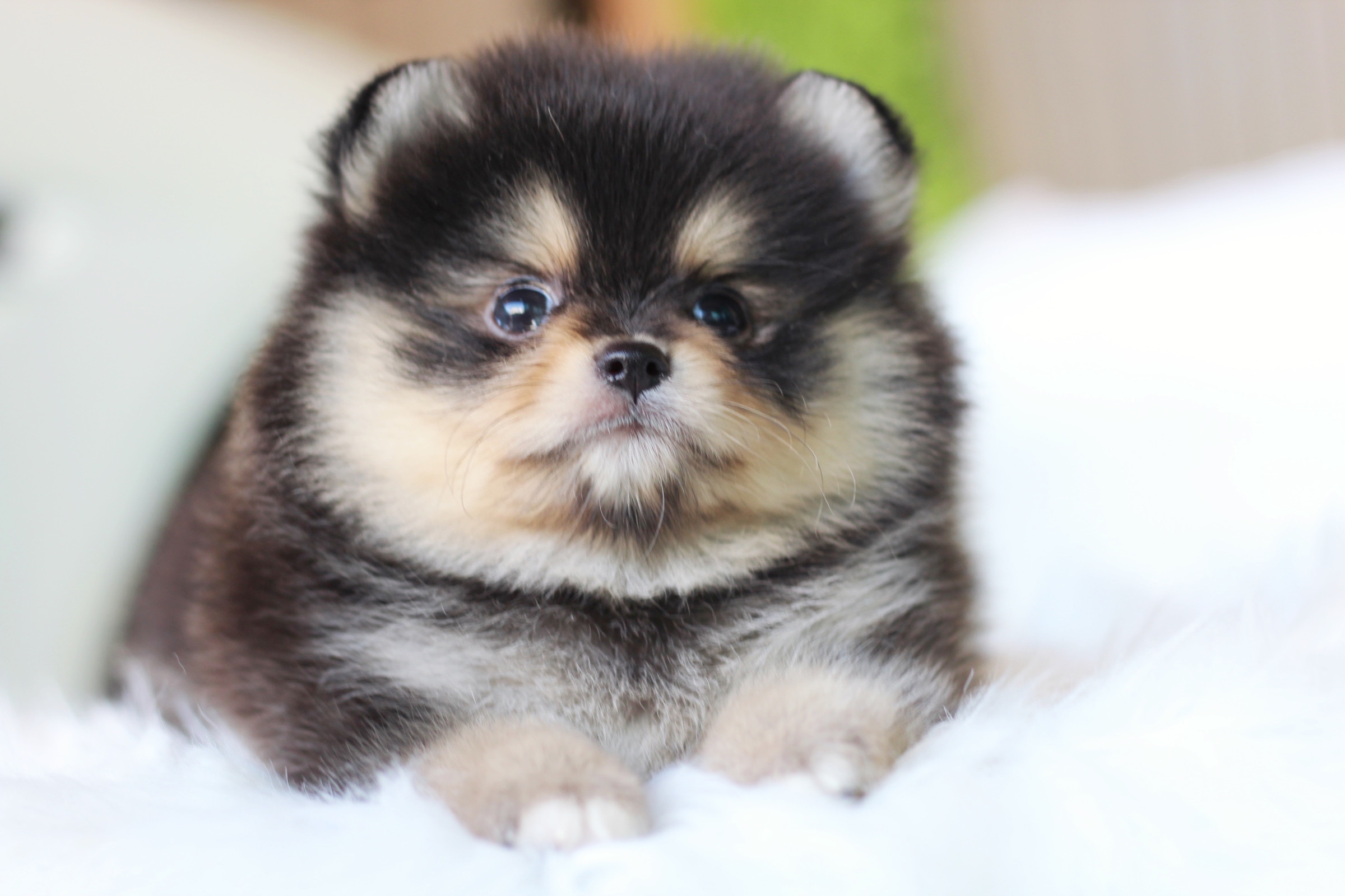 ปอมเมอเรเนียน เพศผู้ สีแบล็คแทน