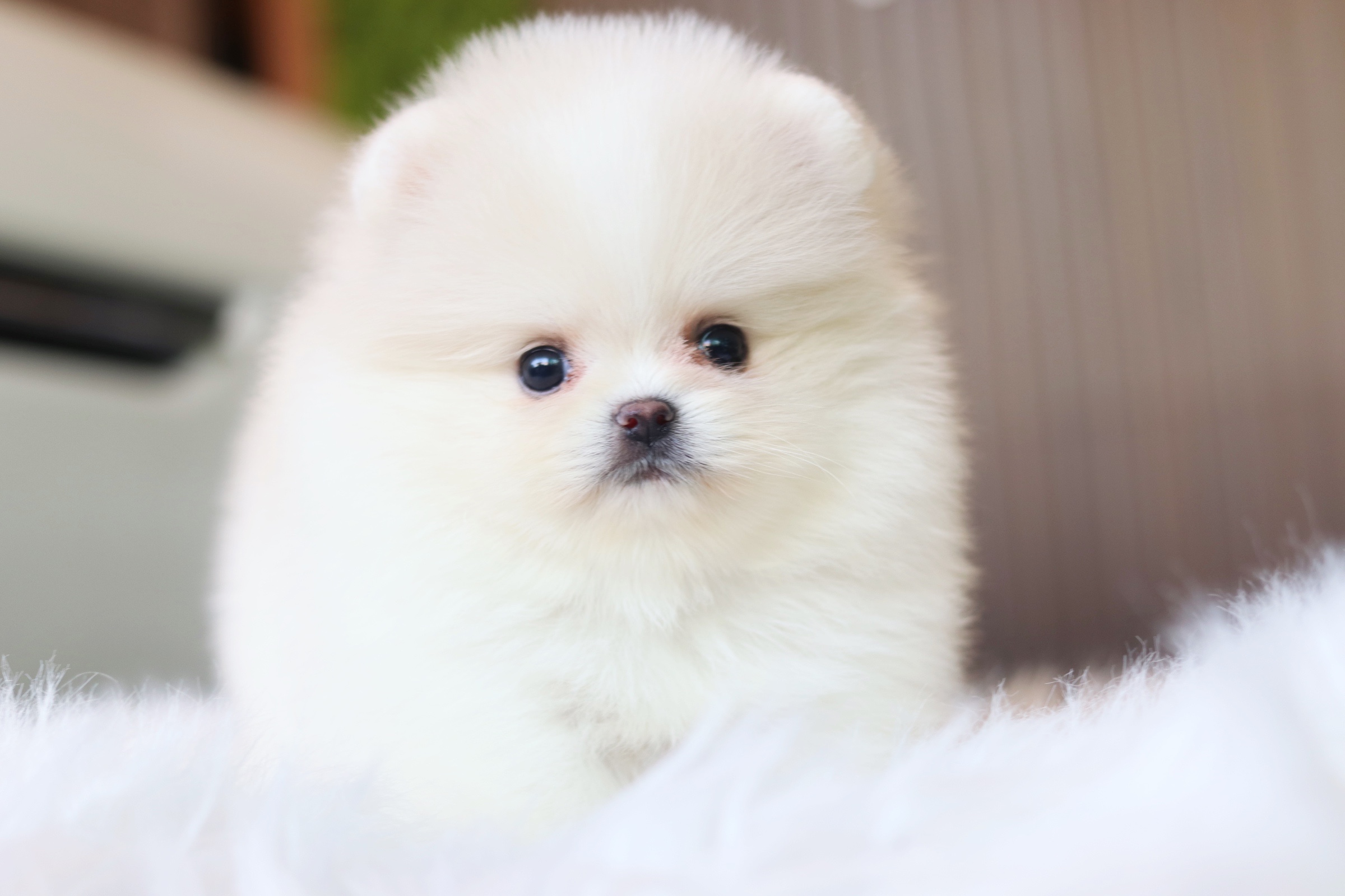 ปอมเมอเรเนียน เพศผู้ สีขาวครีมเกรดโชว์