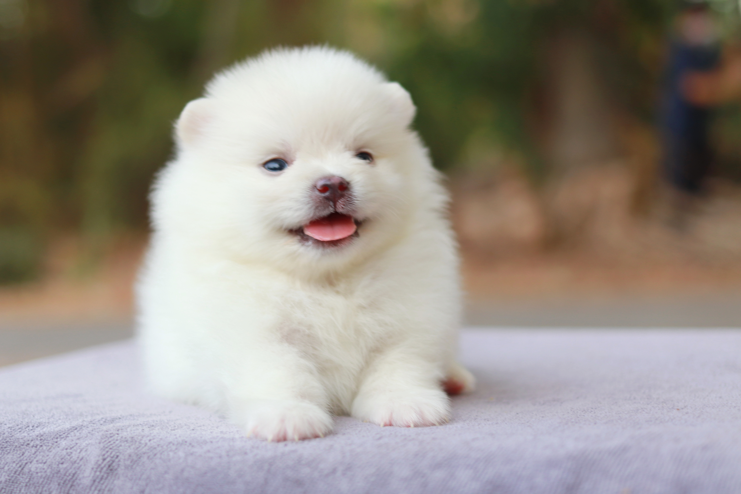 ปอมเมอเรเนียน เพศผู้