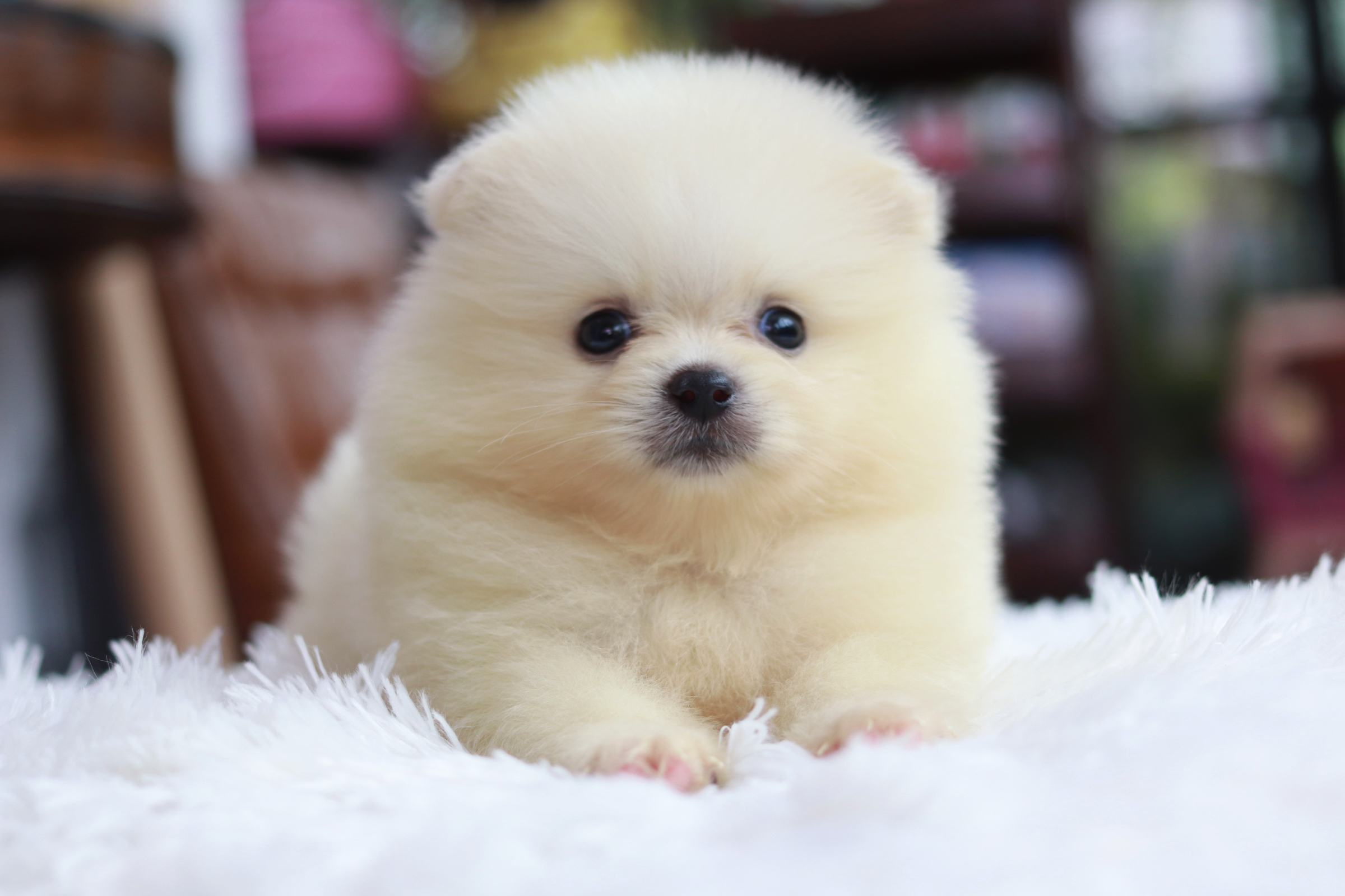 ปอมเมอเรเนียน เพศผู้ สีครีม