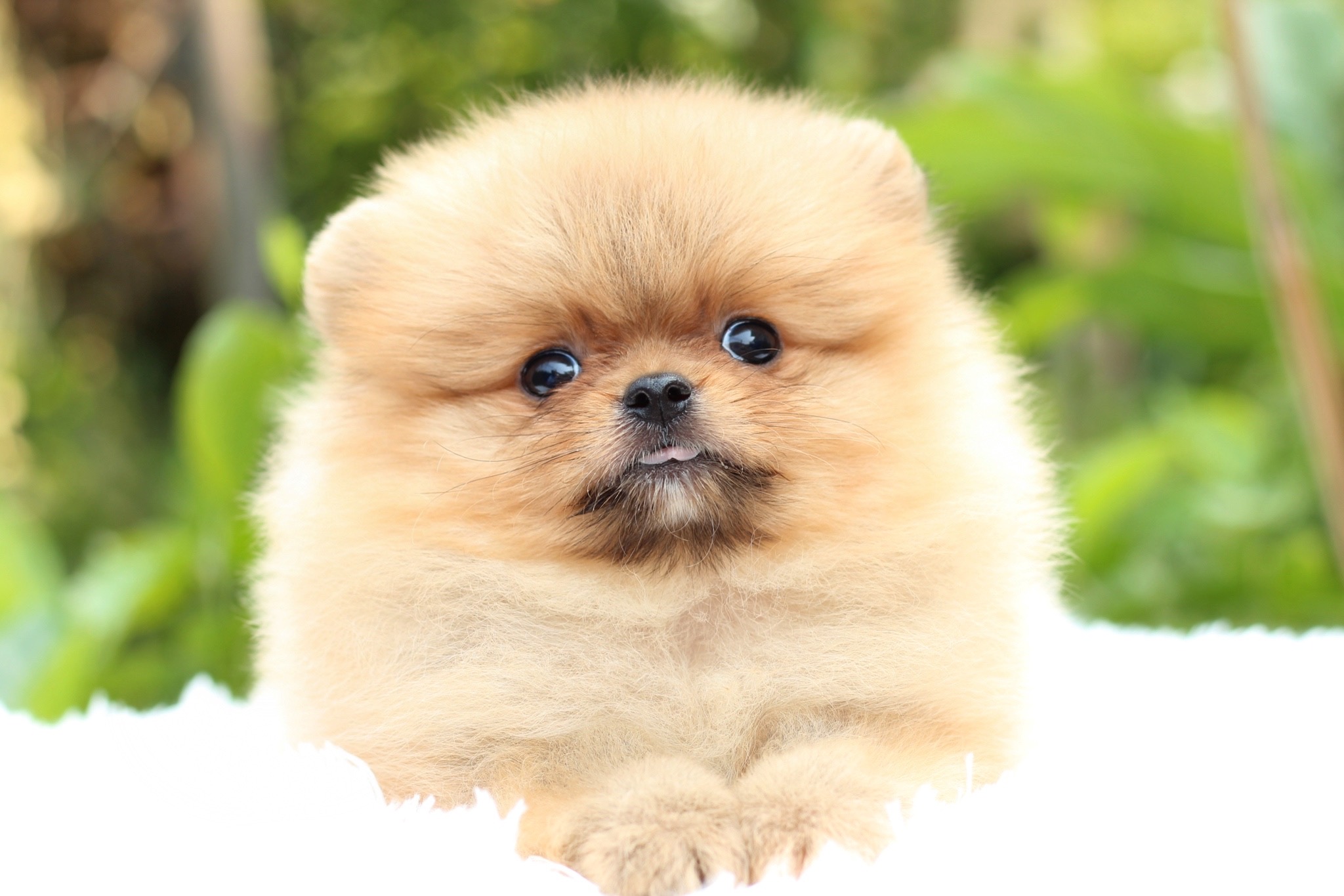 ปอมเมอเรเนียน เพศผู้สีส้ม