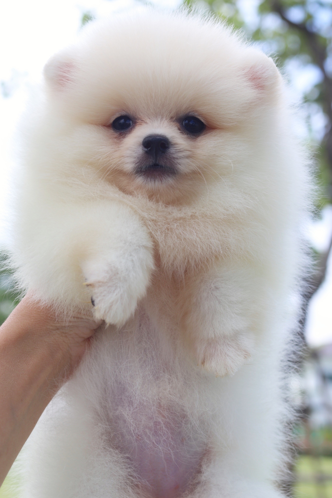 ปอมเมอเรเนียน เพศเมียสีขาวครีม