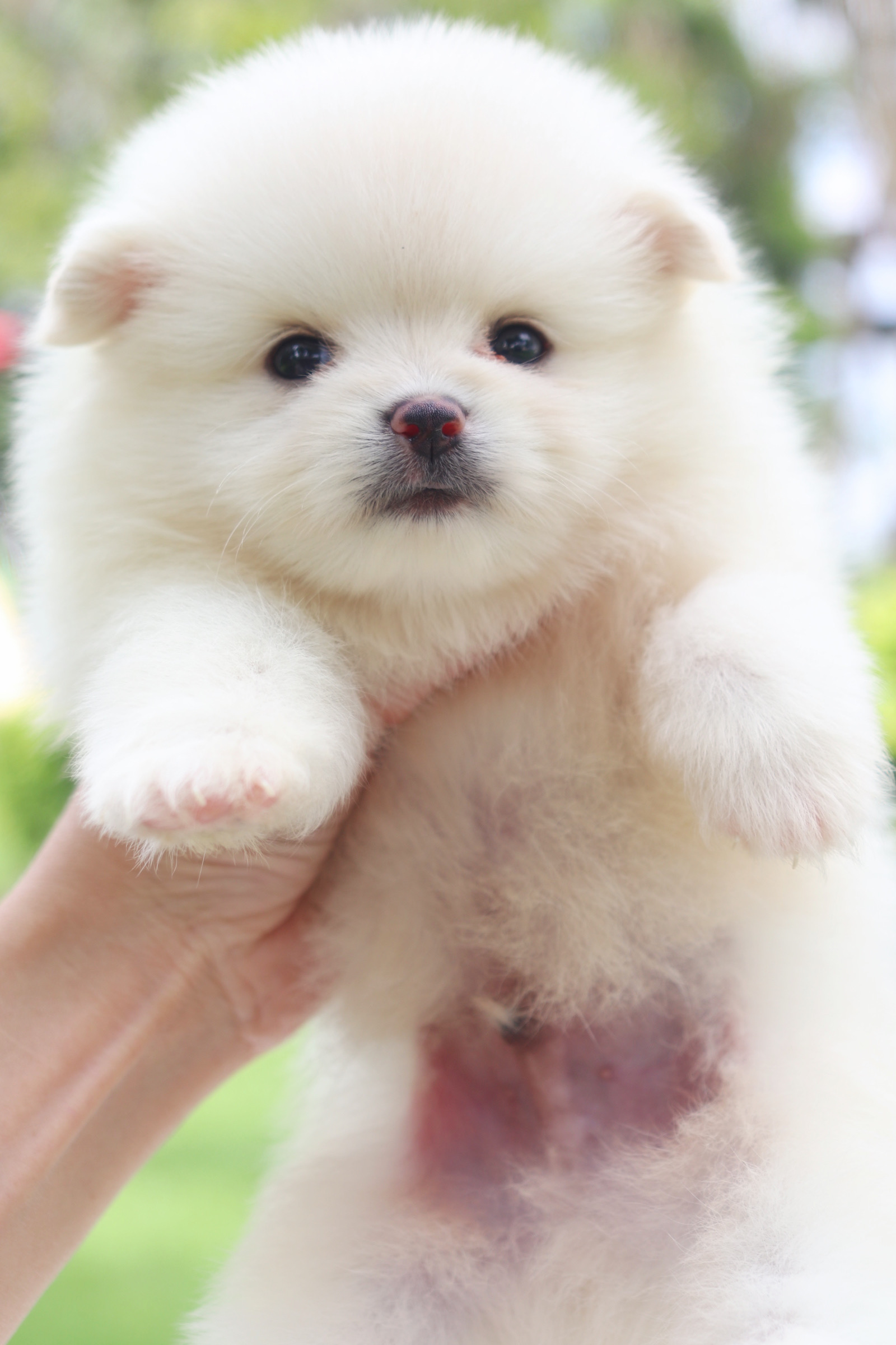 ปอมเมอเรเนียน เพศผู้สีขาวครีม