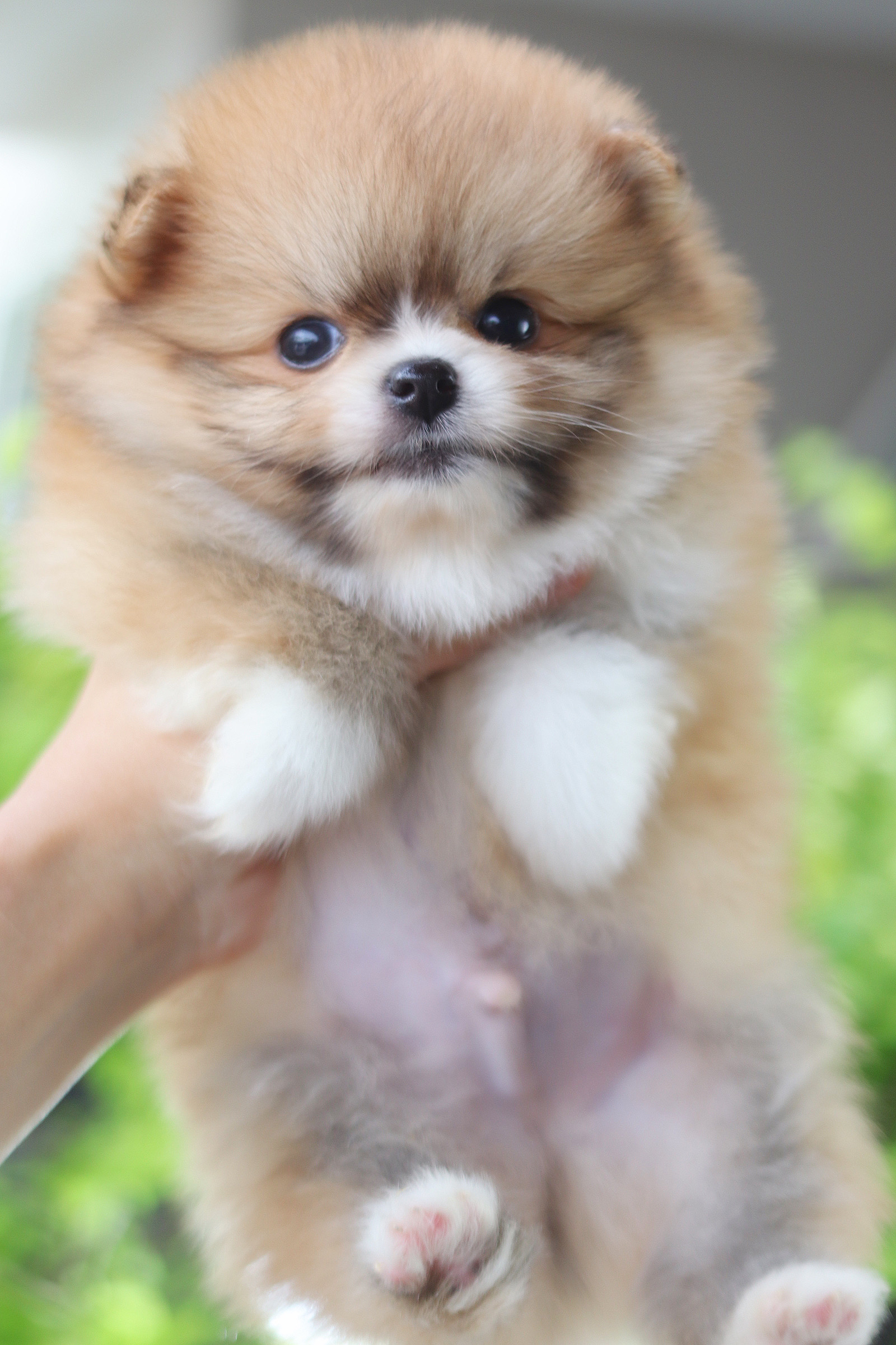 ปอมเมอเรเนียน เพศผู้สีส้มเกรดโชว์